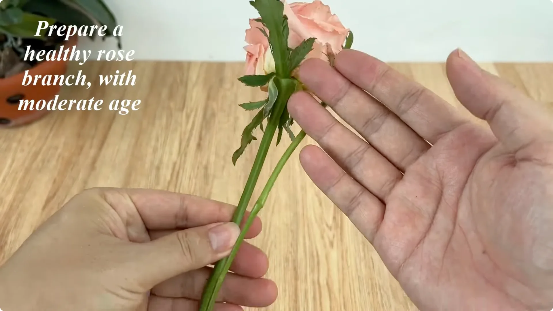 How One Cup Transforms Your Rose Plant’s Roots and Blooms screenshot 1