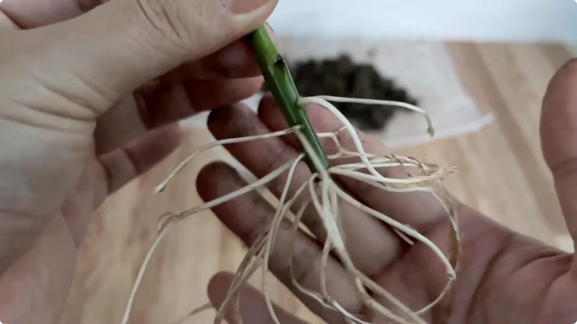 How One Cup Transforms Your Rose Plant’s Roots and Blooms screenshot 10