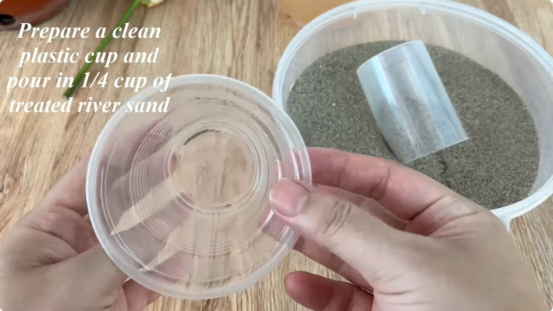 How One Cup Transforms Your Rose Plant’s Roots and Blooms screenshot 5