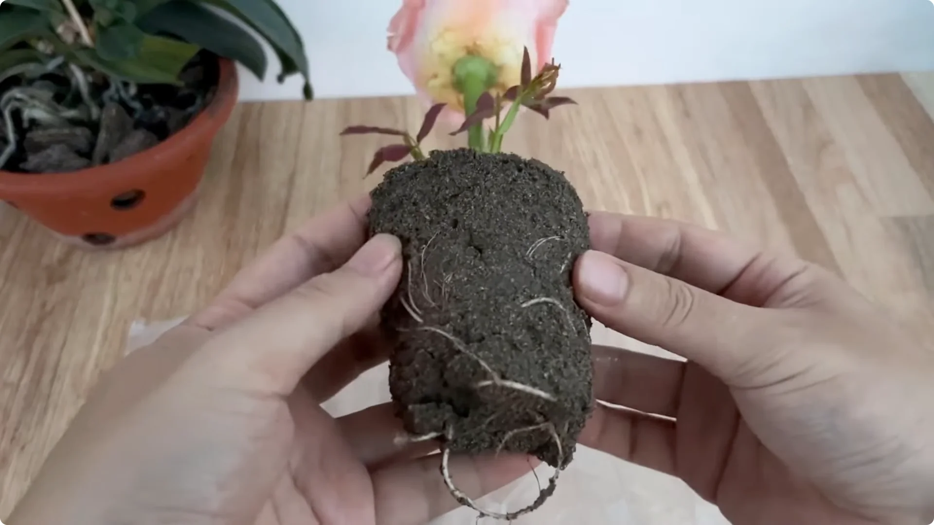 How One Cup Transforms Your Rose Plant’s Roots and Blooms screenshot 9