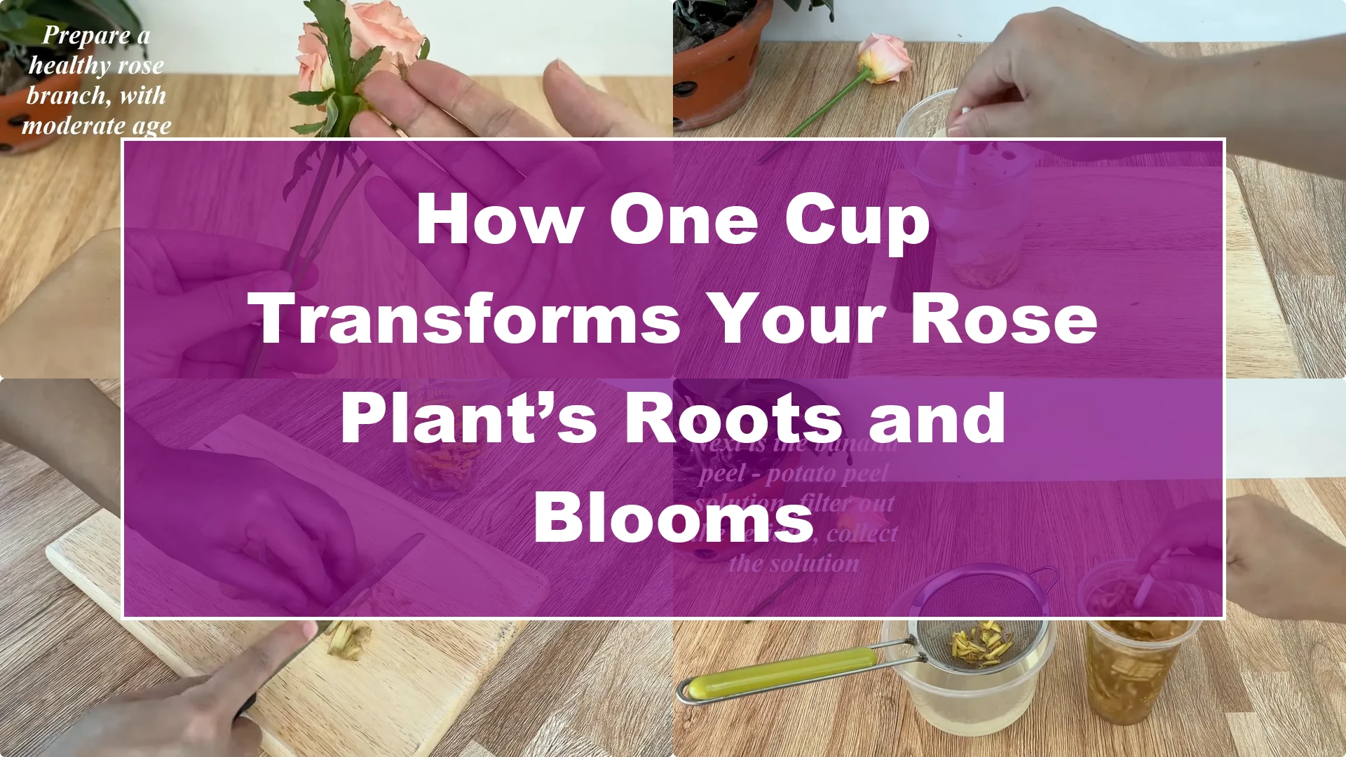 How One Cup Transforms Your Rose Plant’s Roots and Blooms - Featured Image