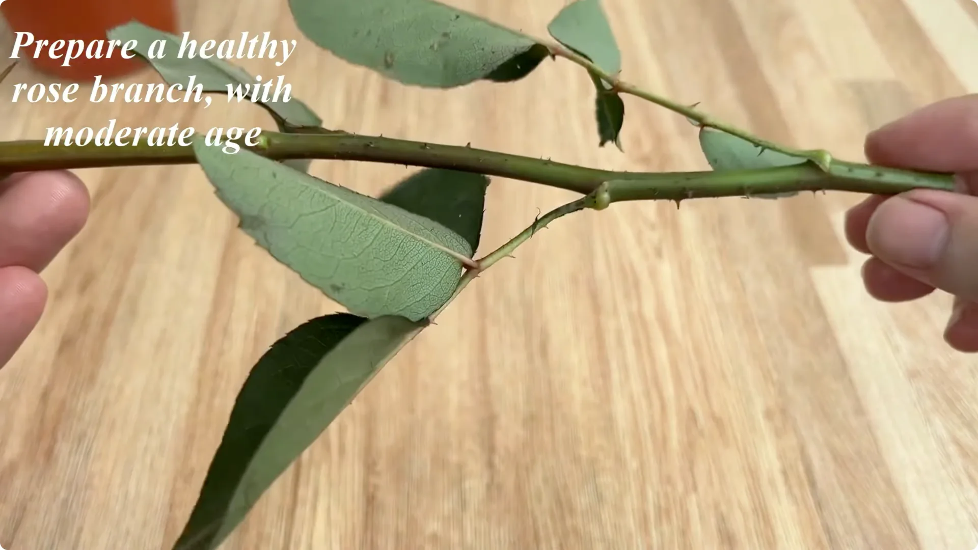 How One Drop Reveals 101 Roots and Boosts Rose Blooms screenshot 1