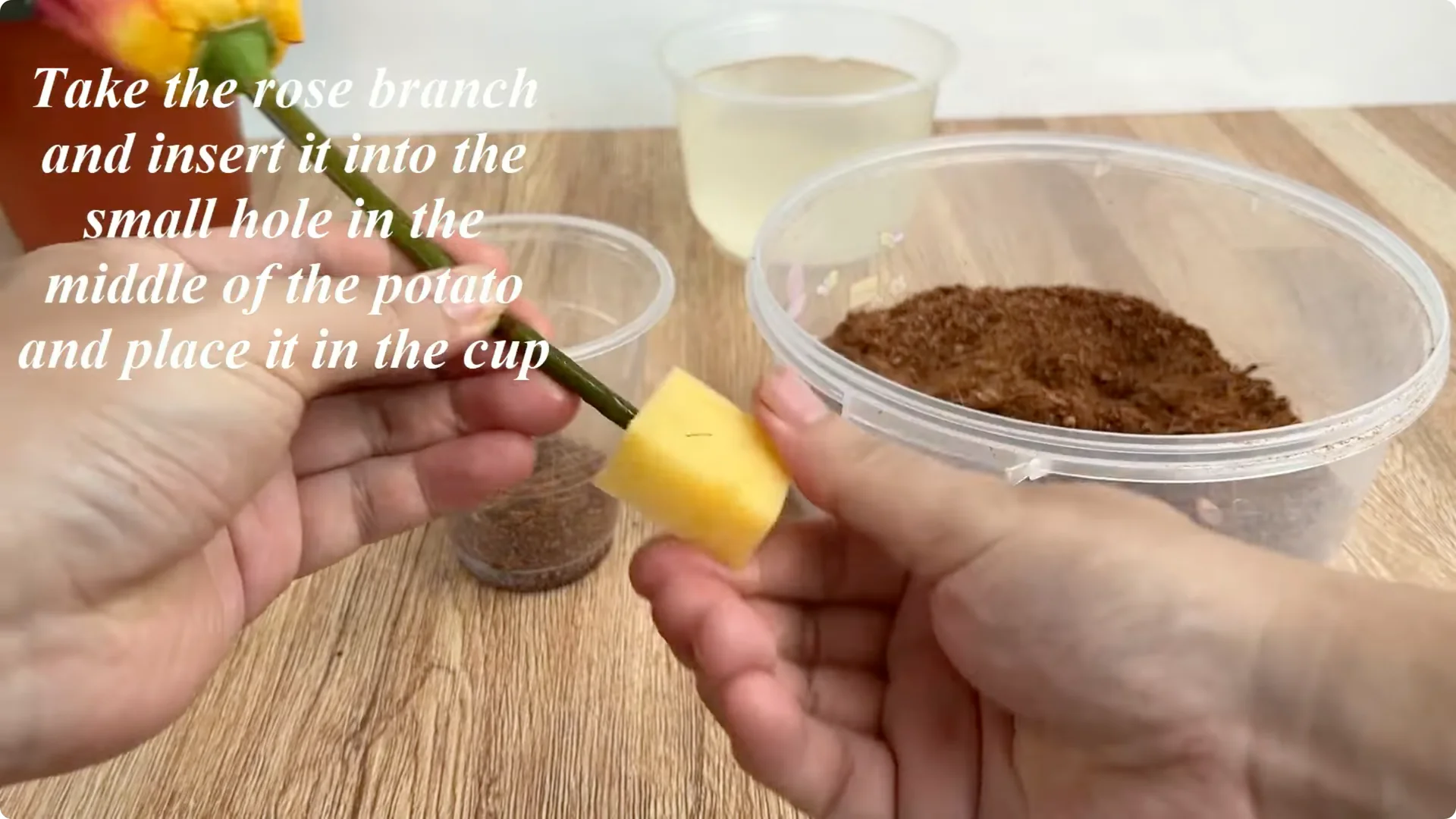 How One Drop Reveals 101 Roots and Boosts Rose Blooms screenshot 4