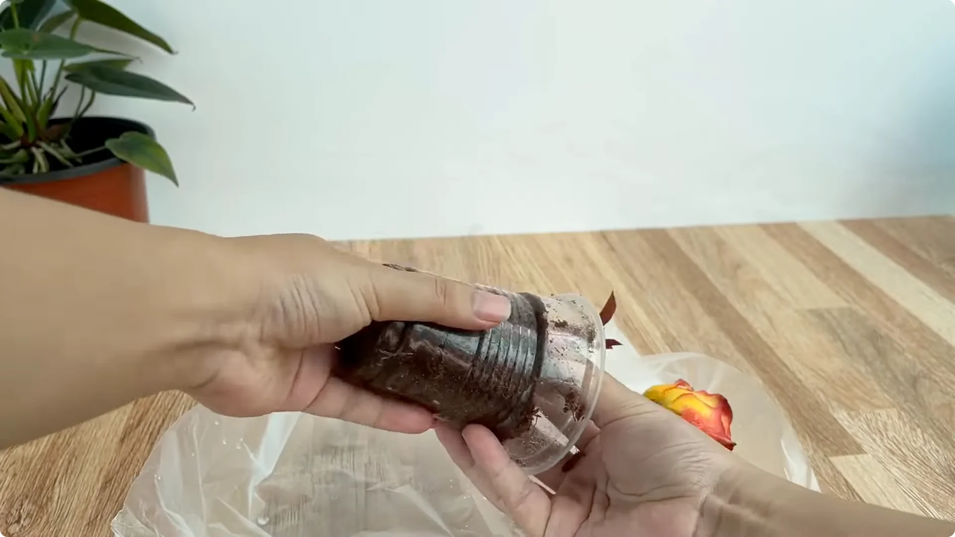 How One Drop Reveals 101 Roots and Boosts Rose Blooms screenshot 5