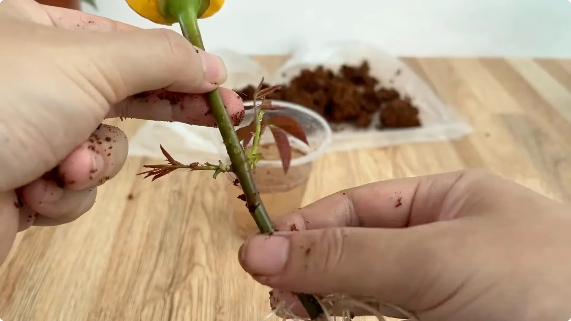 How One Drop Reveals 101 Roots and Boosts Rose Blooms screenshot 6