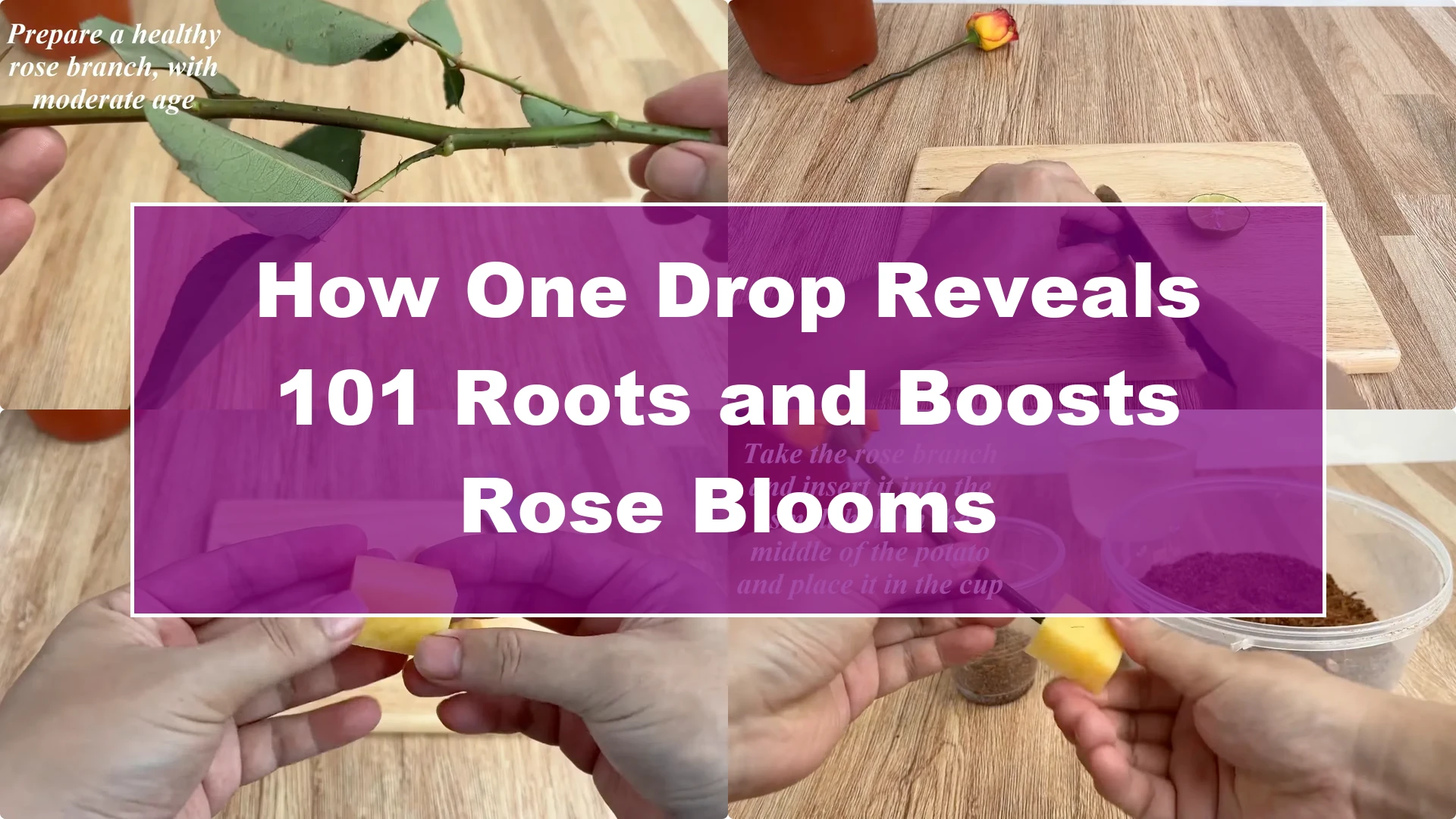 How One Drop Reveals 101 Roots and Boosts Rose Blooms - Featured Image