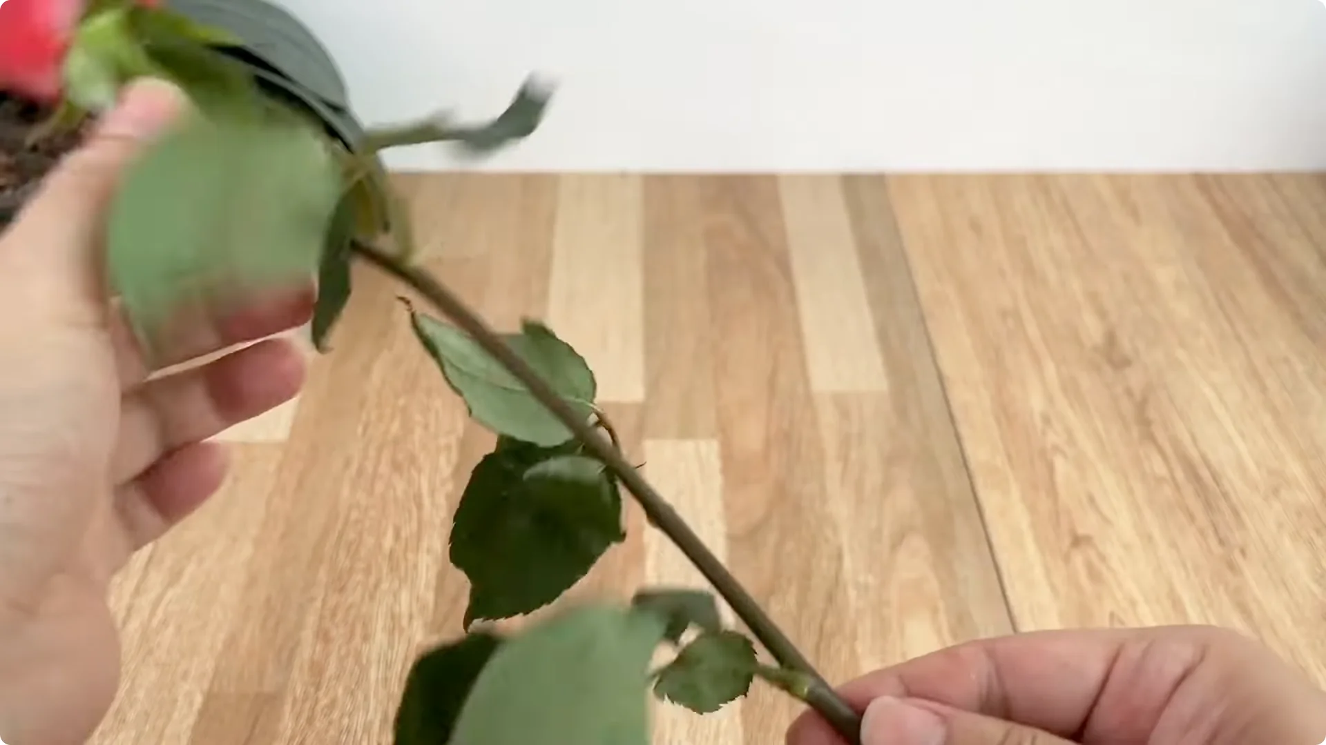 How One Egg Can Transform Your Rose Plant’s Growth screenshot 1