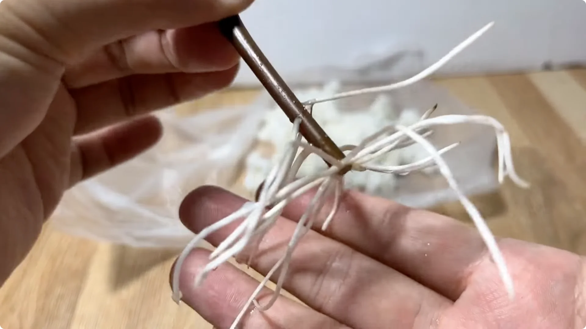 How One Egg Can Transform Your Rose Plant’s Growth screenshot 10