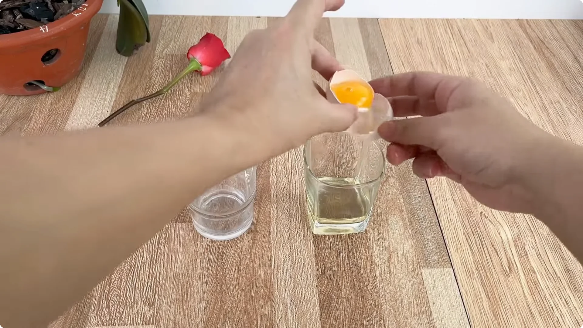 How One Egg Can Transform Your Rose Plant’s Growth screenshot 2