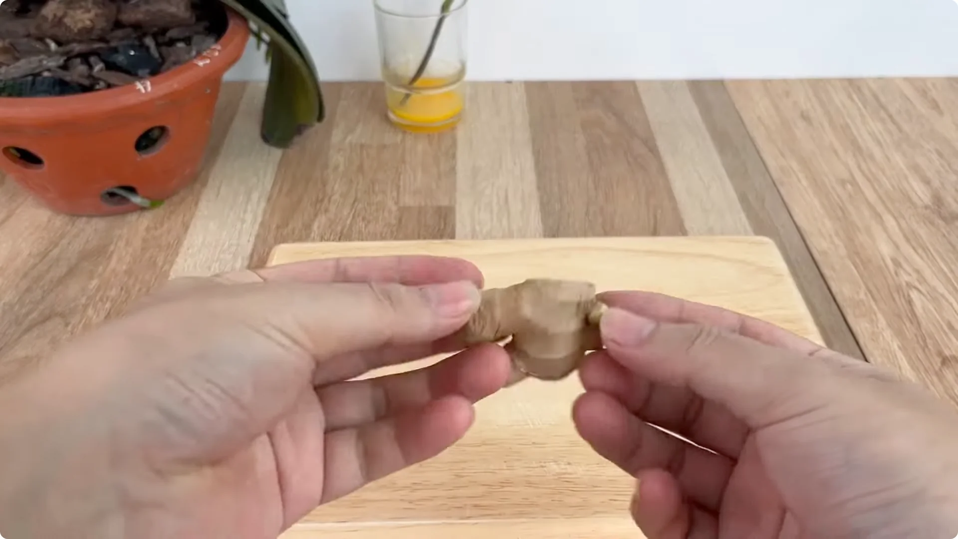 How One Egg Can Transform Your Rose Plant’s Growth screenshot 3