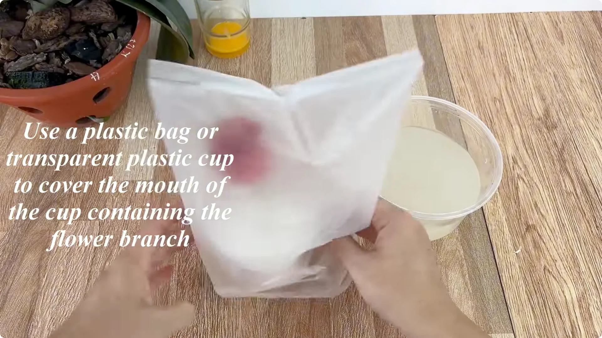 How One Egg Can Transform Your Rose Plant’s Growth screenshot 7