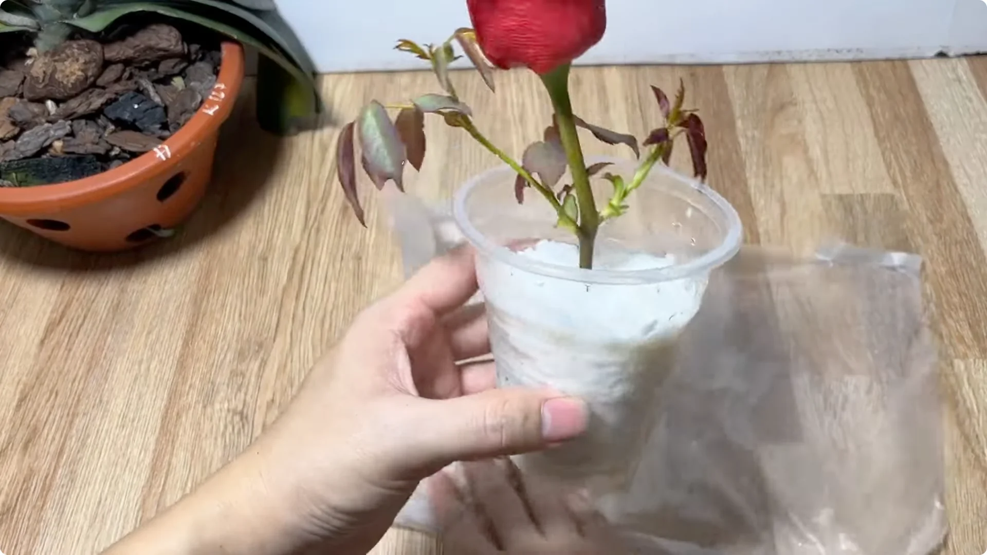 How One Egg Can Transform Your Rose Plant’s Growth screenshot 8