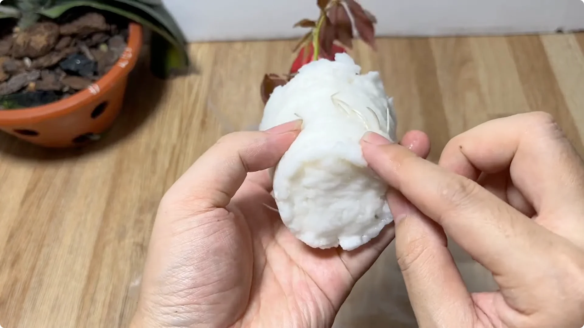 How One Egg Can Transform Your Rose Plant’s Growth screenshot 9