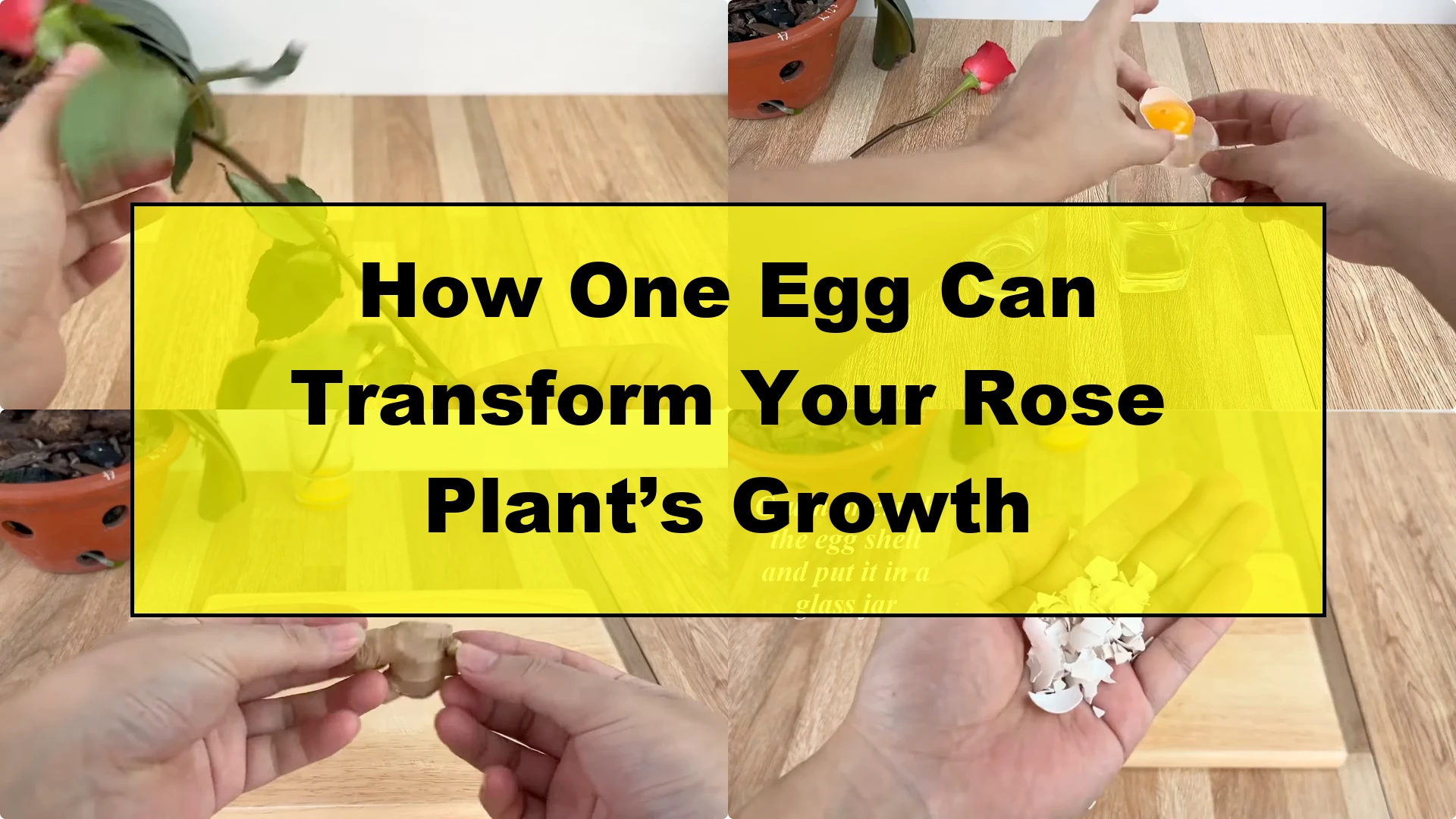 How One Egg Can Transform Your Rose Plant’s Growth - Featured Image