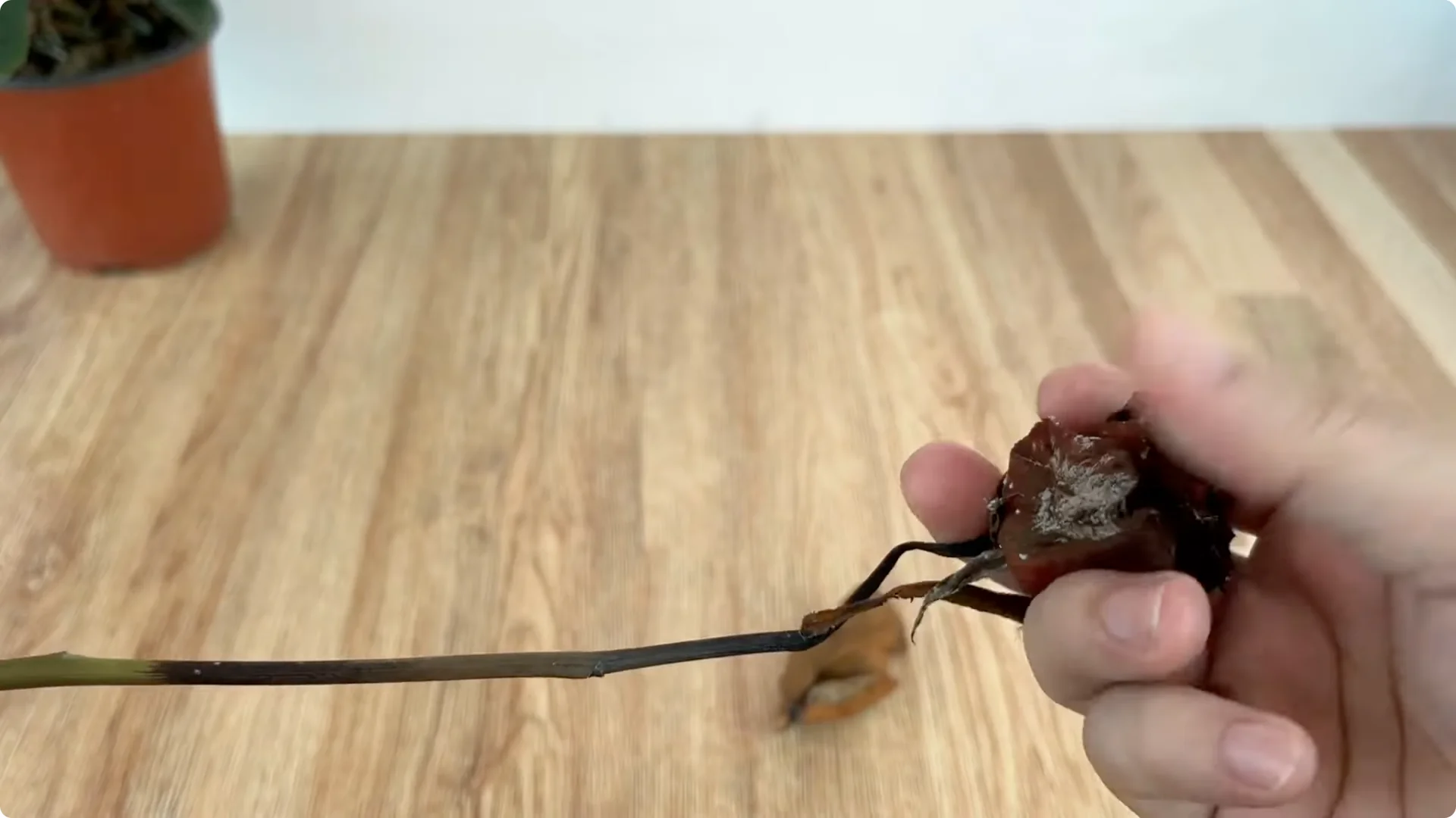 How One Egg Helped a Rose Branch Root Overnight screenshot 1