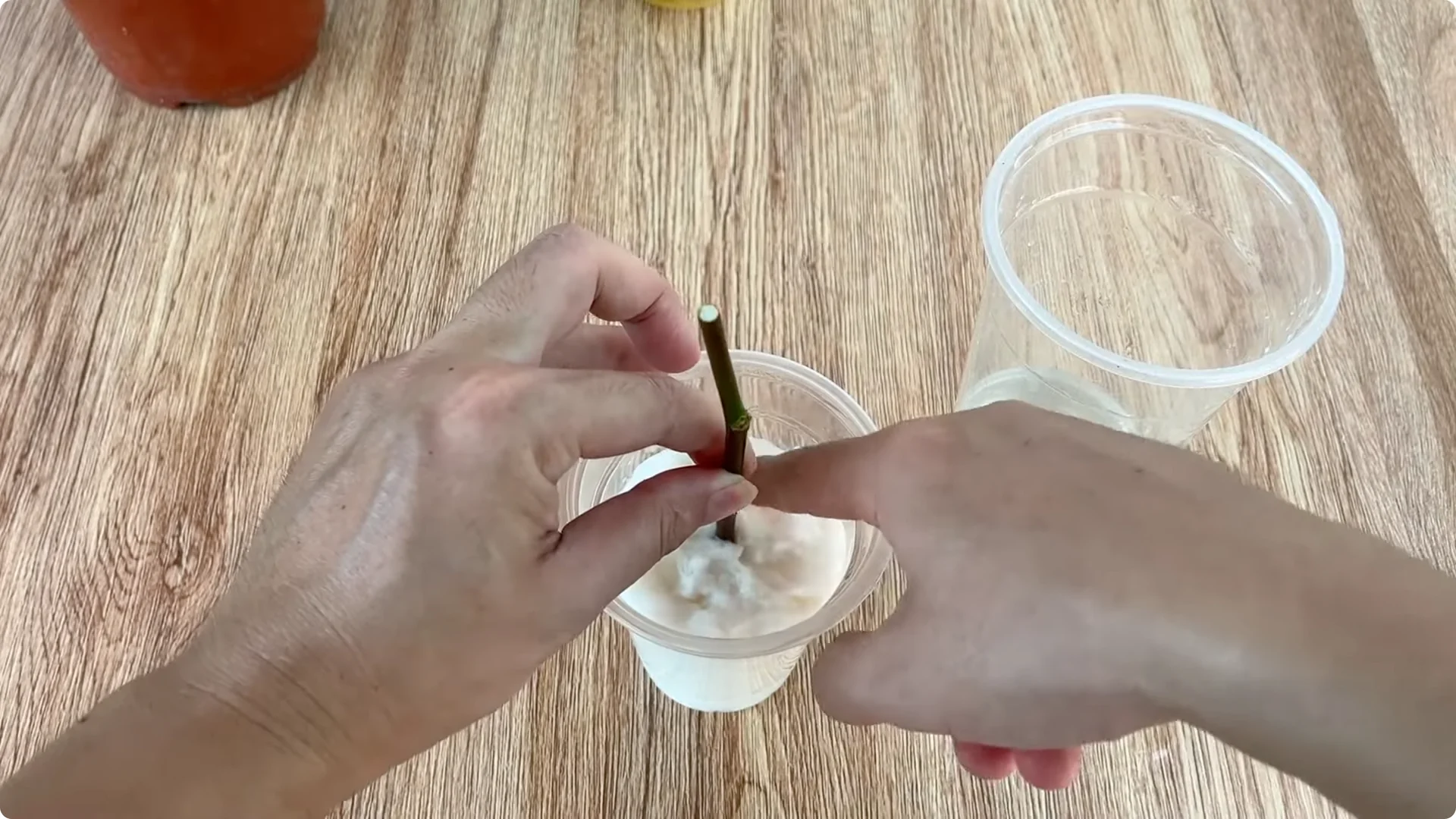 How One Egg Helped a Rose Branch Root Overnight screenshot 6