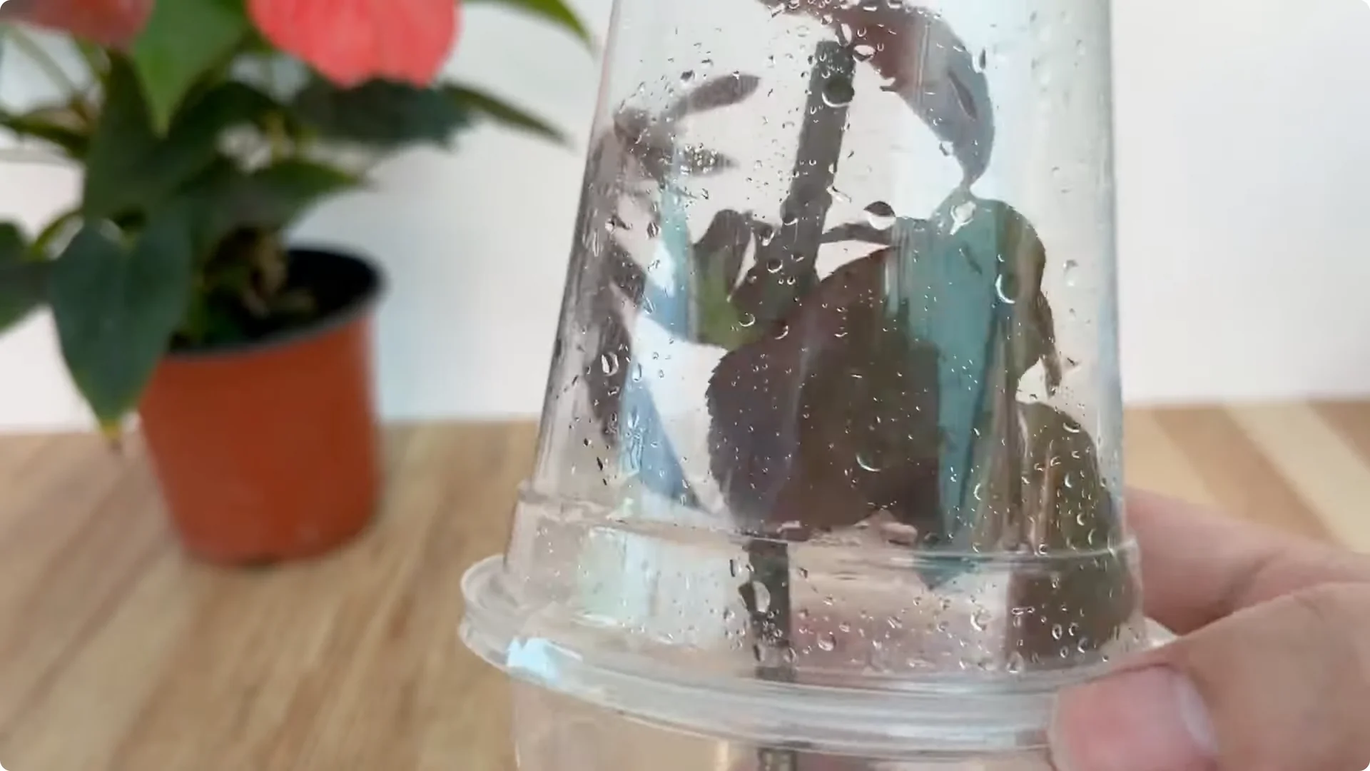 How One Egg Helped a Rose Branch Root Overnight screenshot 7