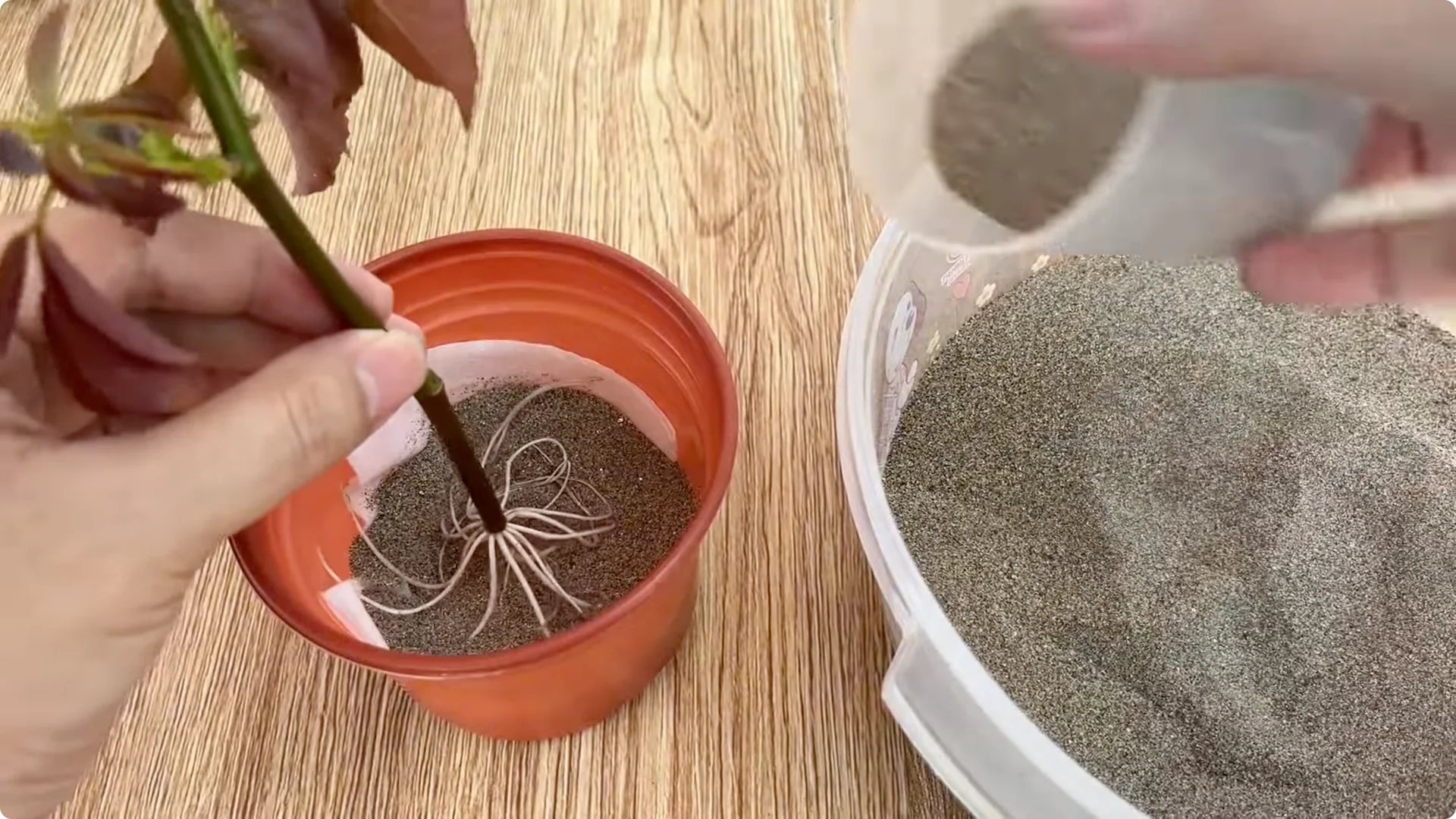 How One Egg Helped a Rose Branch Root Overnight screenshot 8