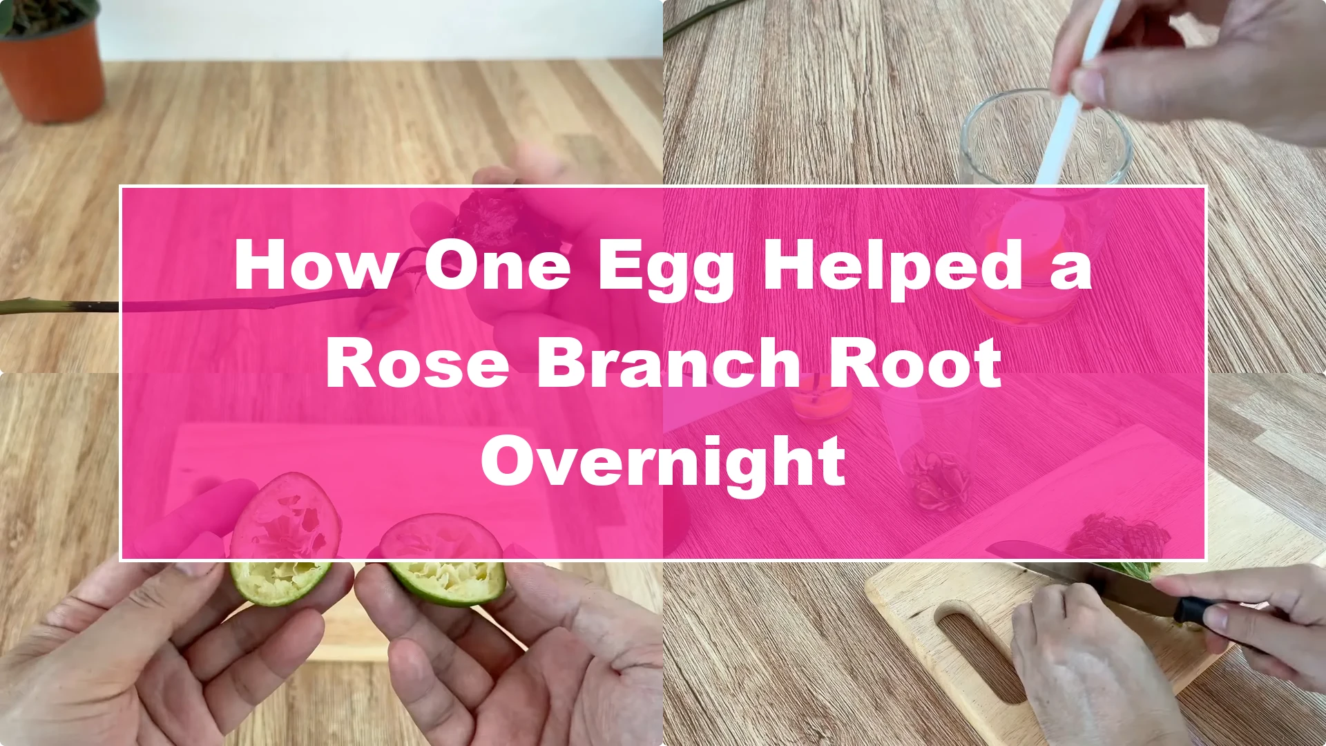 How One Egg Helped a Rose Branch Root Overnight - Featured Image