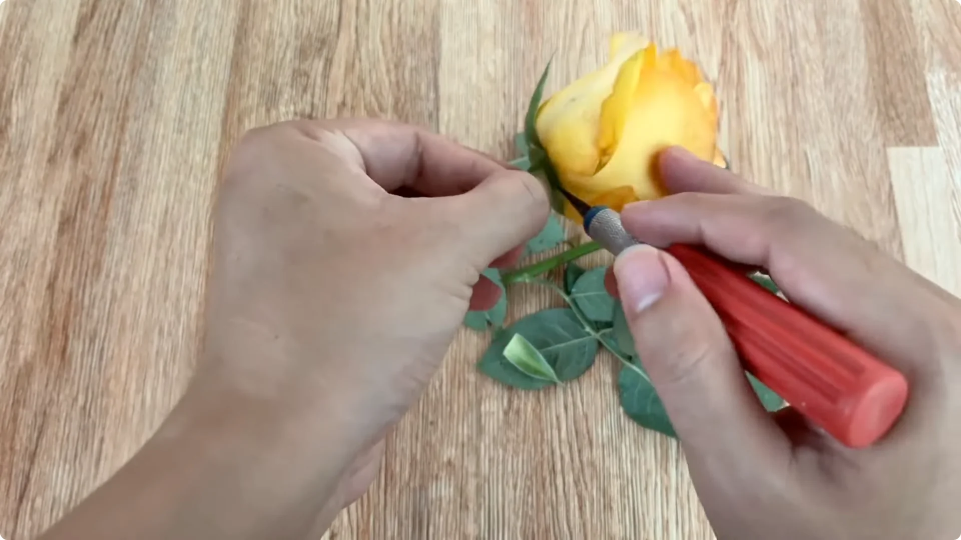 How One Garlic Clove Transformed a Rose Branch’s Growth screenshot 1