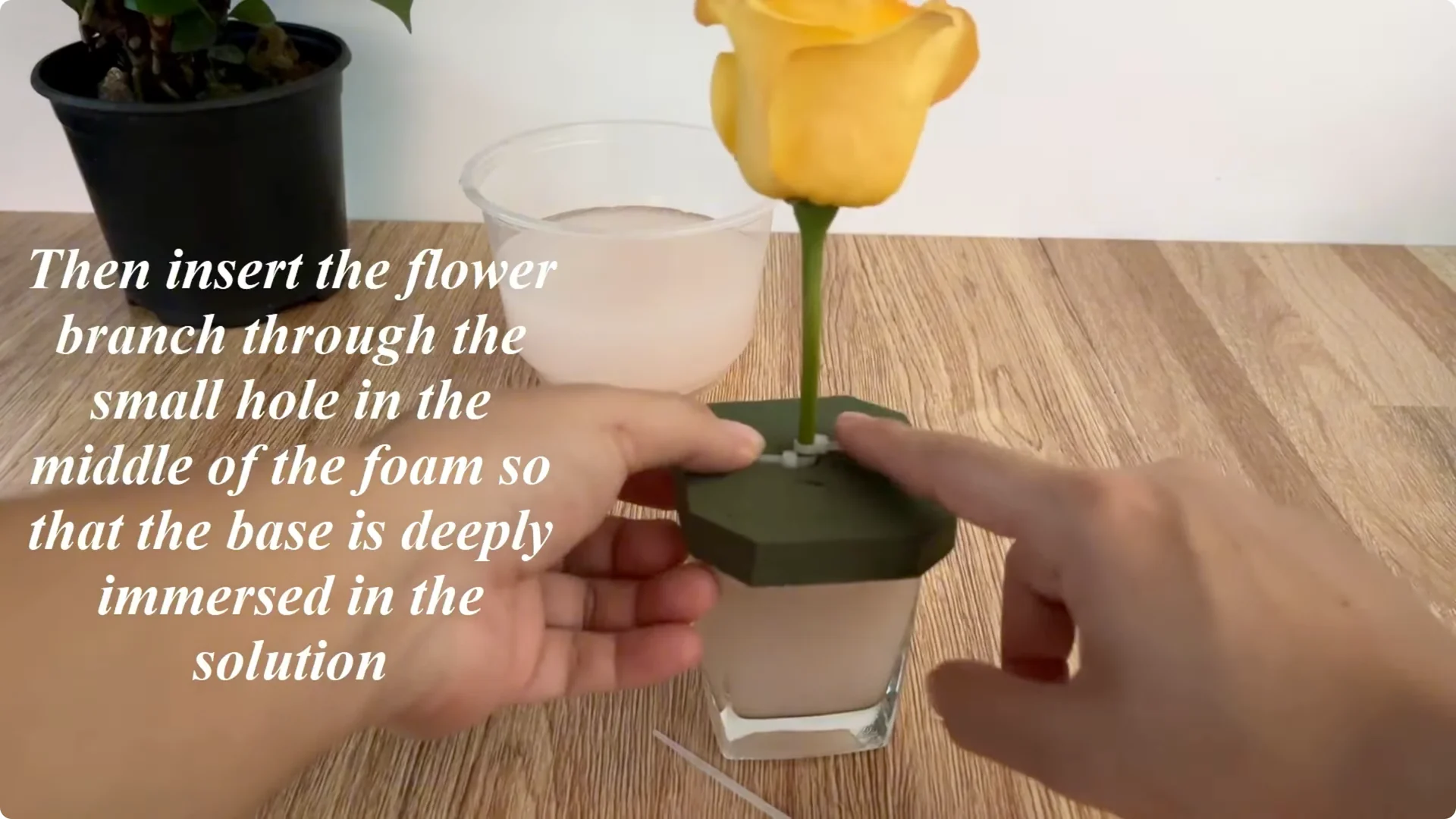 How One Garlic Clove Transformed a Rose Branch’s Growth screenshot 5