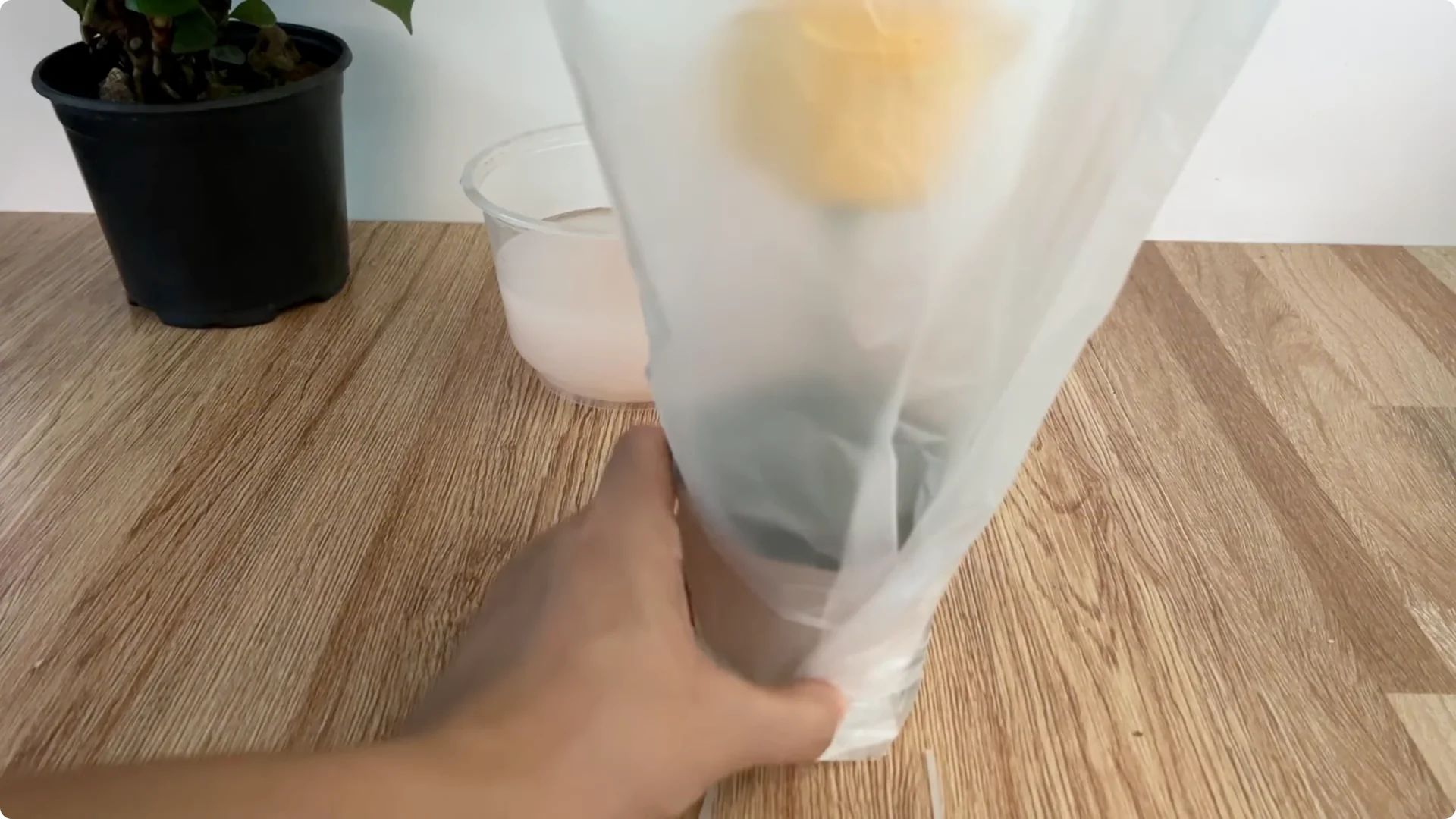 How One Garlic Clove Transformed a Rose Branch’s Growth screenshot 6