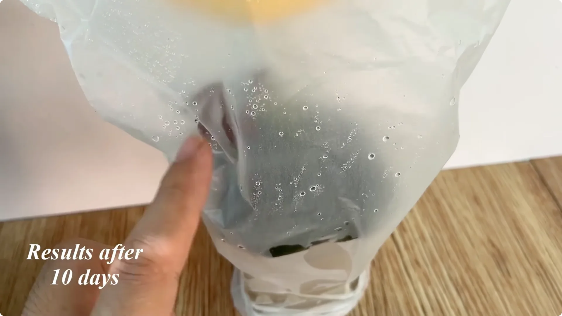 How One Garlic Clove Transformed a Rose Branch’s Growth screenshot 7