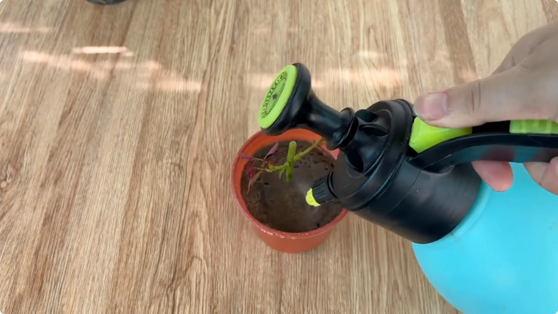 How One Garlic Clove Transformed a Rose Branch’s Growth screenshot 8