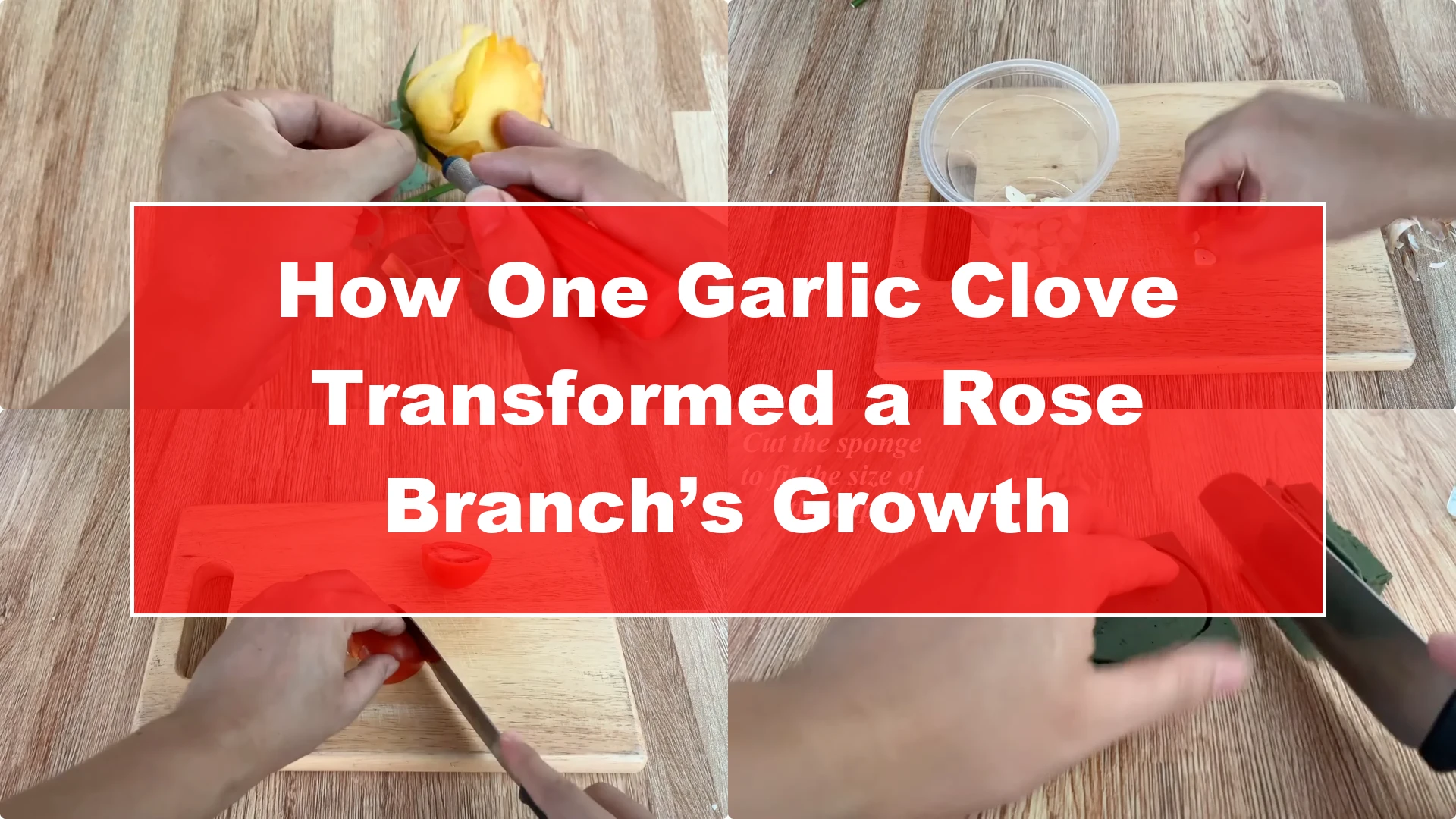 How One Garlic Clove Transformed a Rose Branch’s Growth - Featured Image