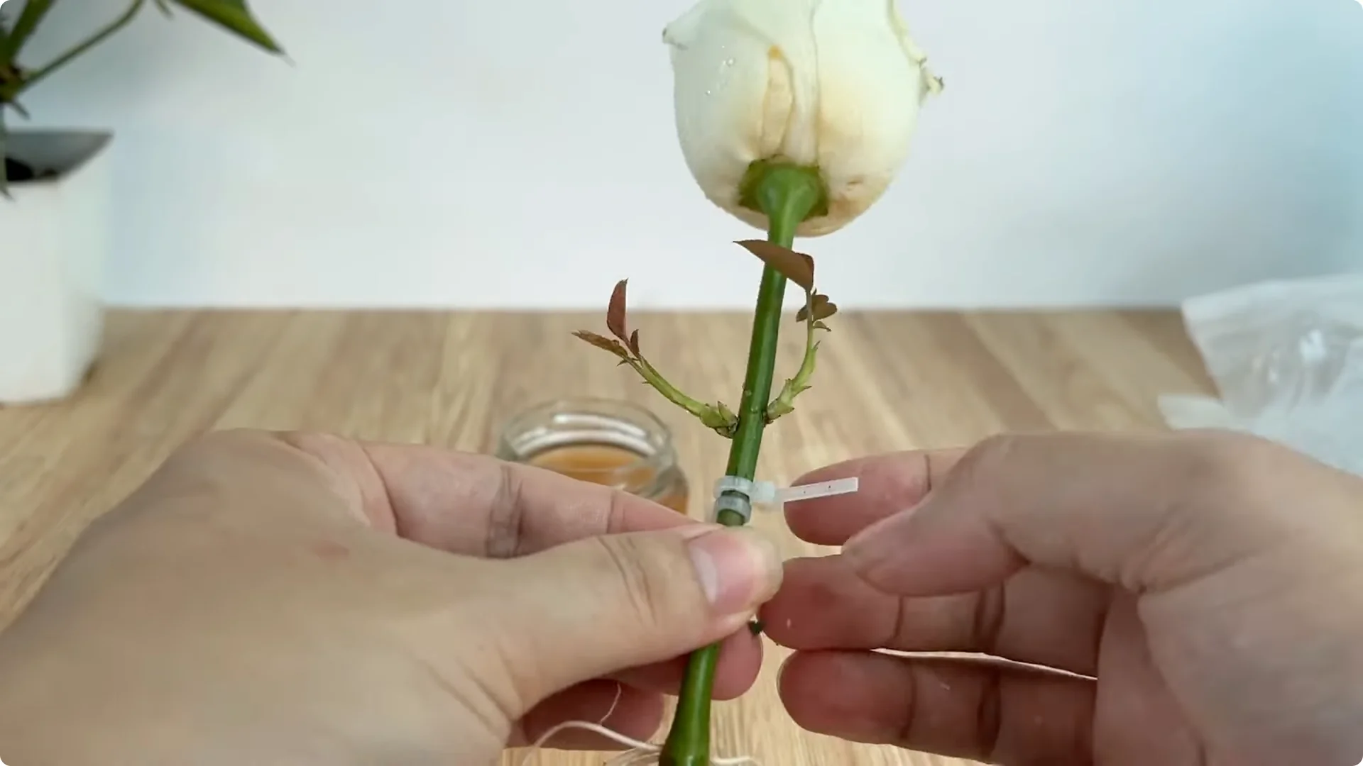 How One Onion Helped a Rose Branch Bloom All Year Round screenshot 10