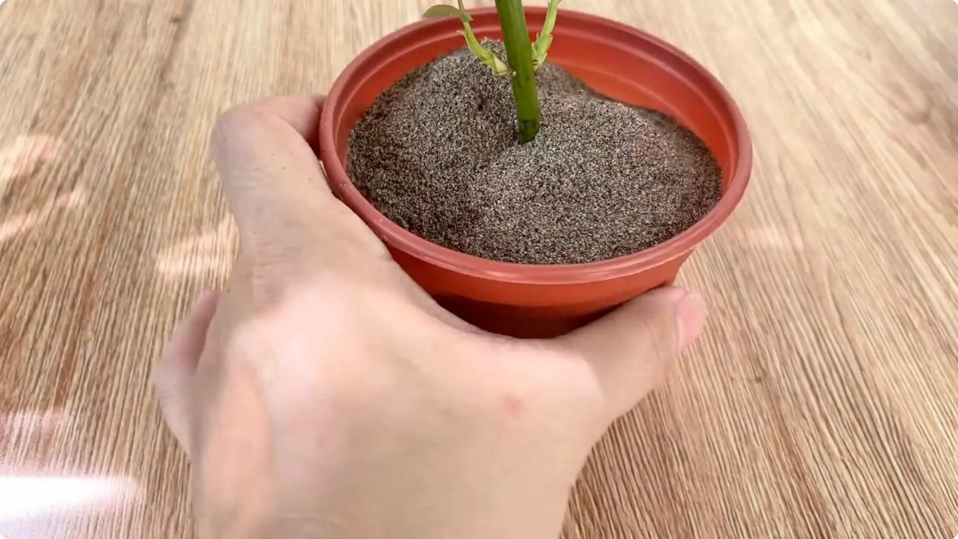 How One Onion Helped a Rose Branch Bloom All Year Round screenshot 11