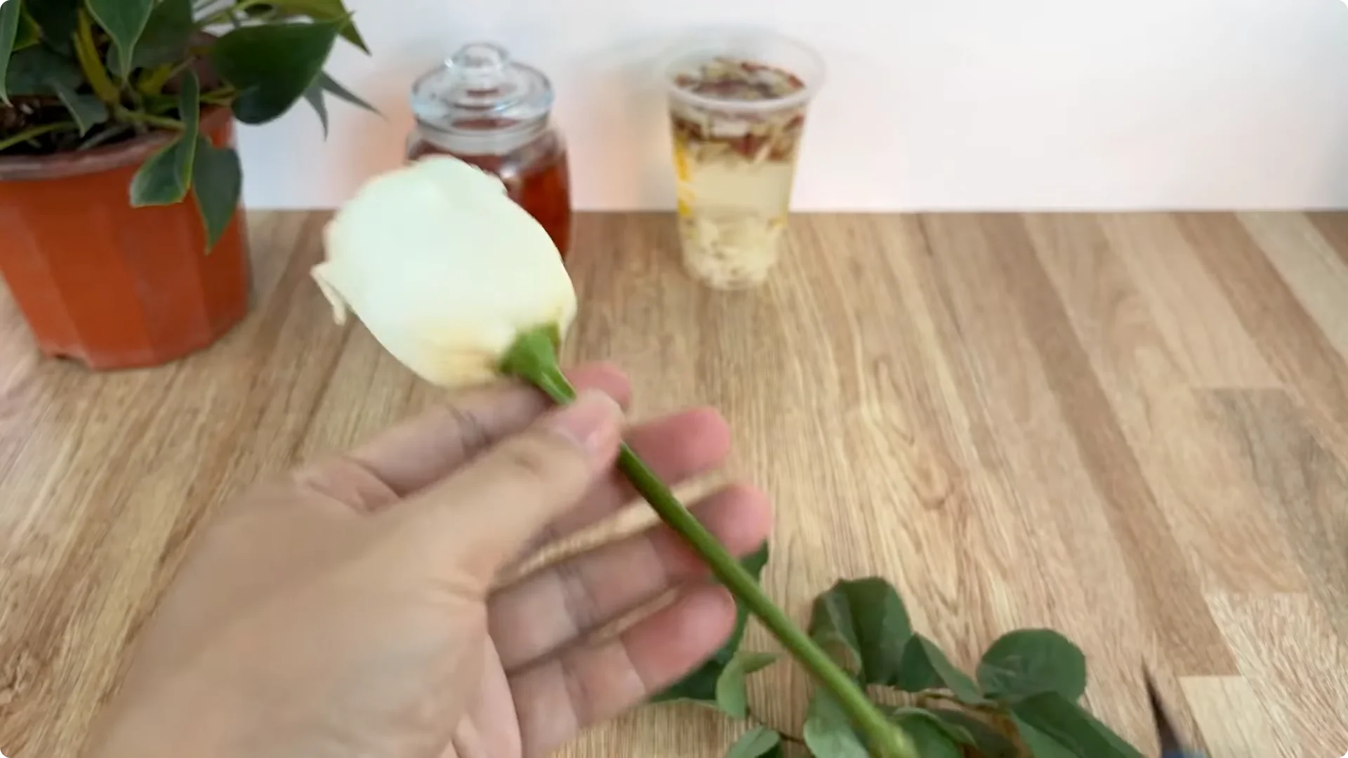 How One Onion Helped a Rose Branch Bloom All Year Round screenshot 3