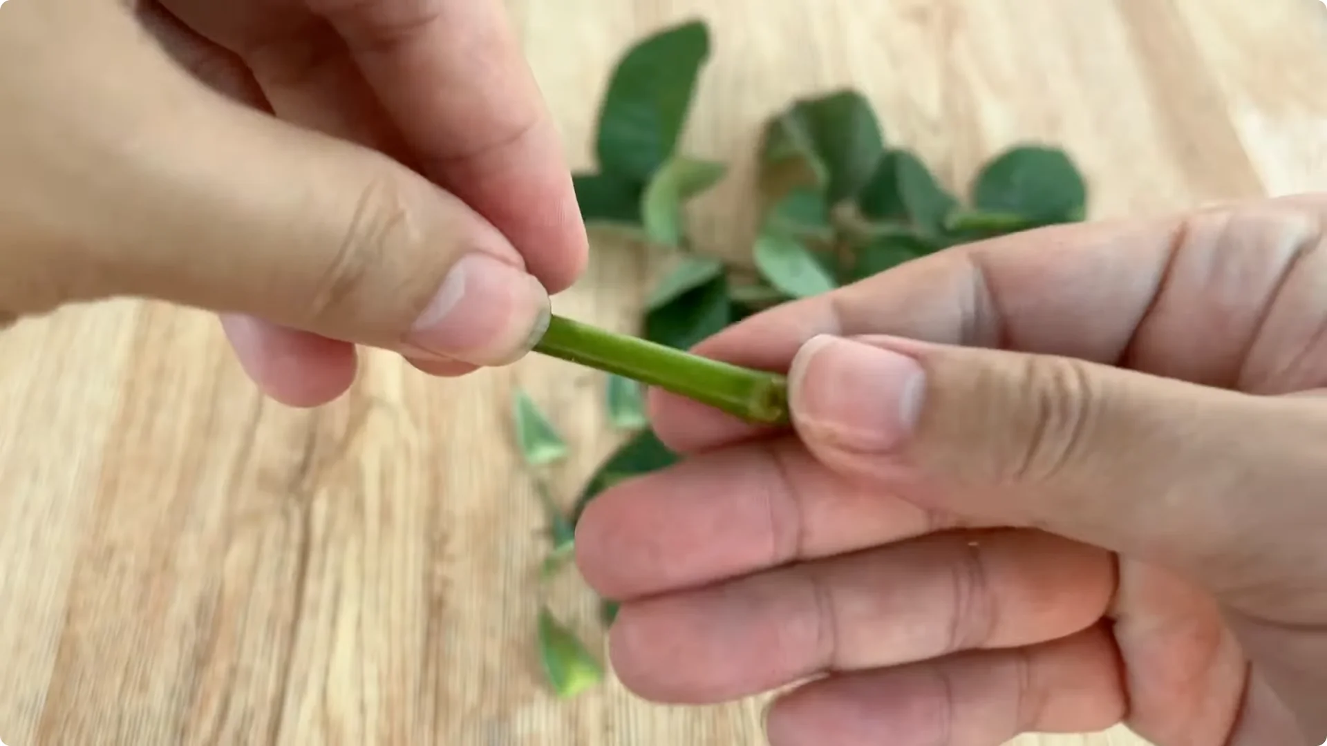 How One Onion Helped a Rose Branch Bloom All Year Round screenshot 4