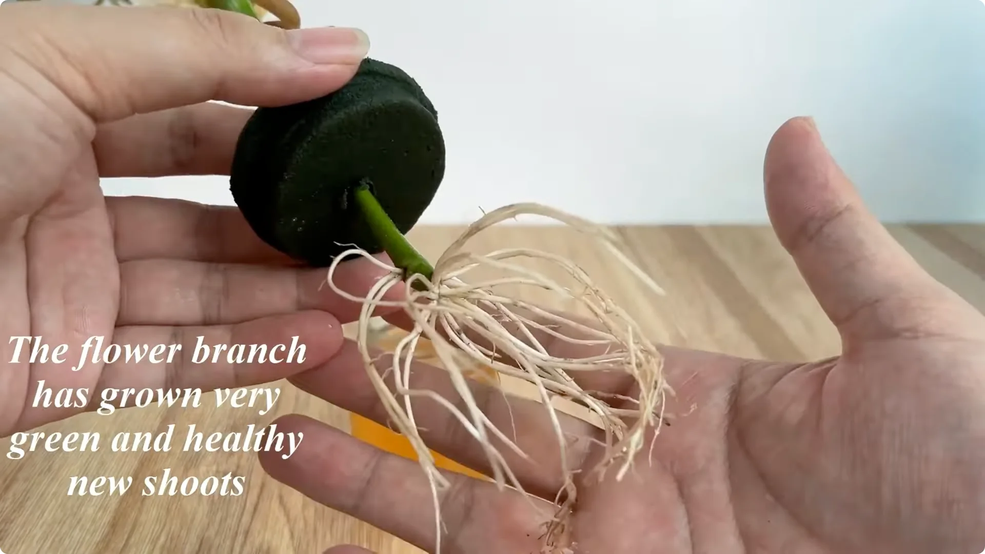 How One Onion Helped a Rose Branch Bloom All Year Round screenshot 9