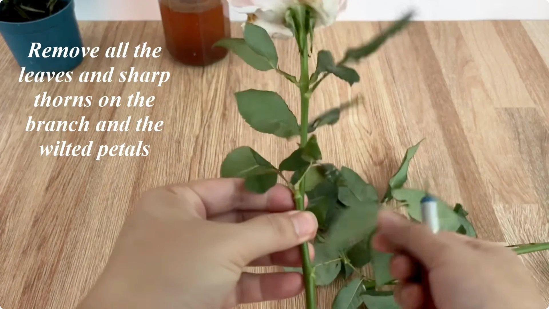 How One Slice of Bread Can Boost Rose Branch Growth 800% screenshot 2