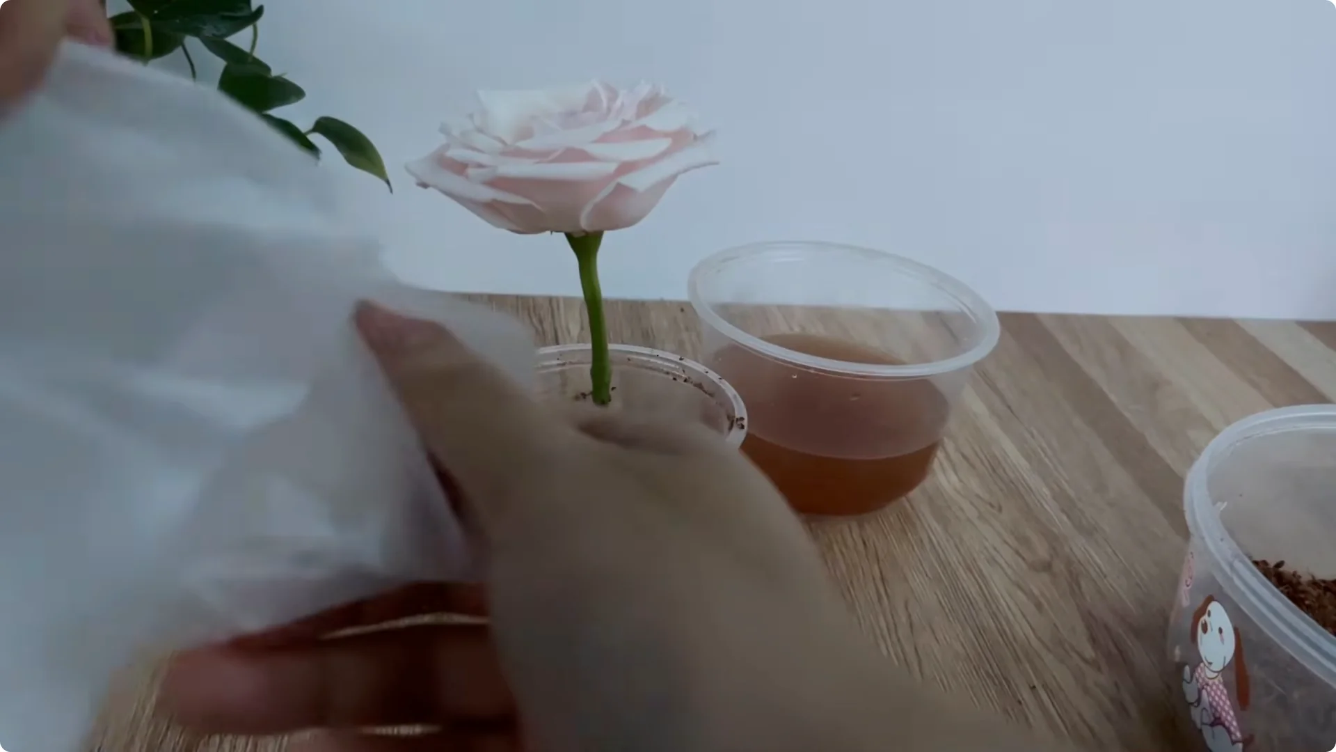 How One Slice of Bread Can Boost Rose Branch Growth 800% screenshot 6