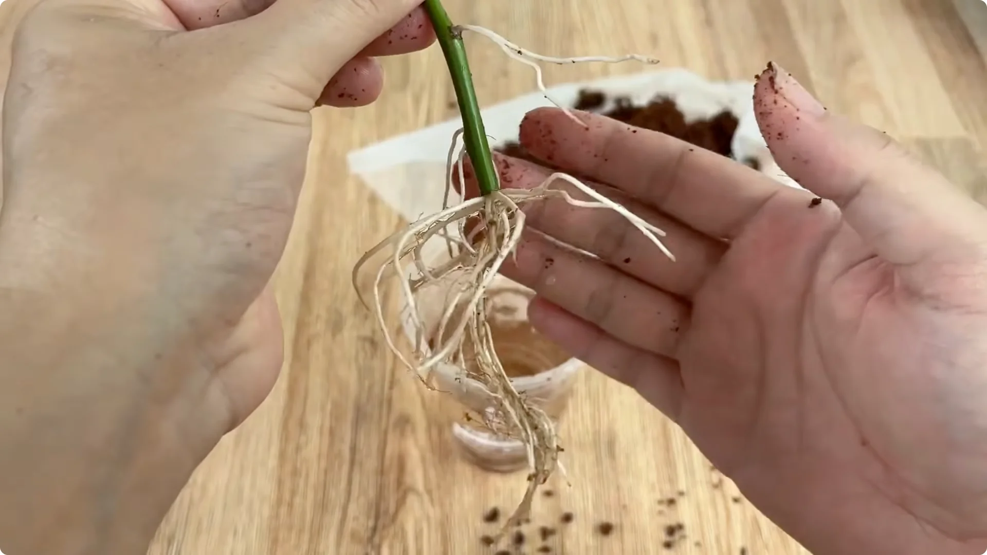 How One Slice of Bread Can Boost Rose Branch Growth 800% screenshot 7