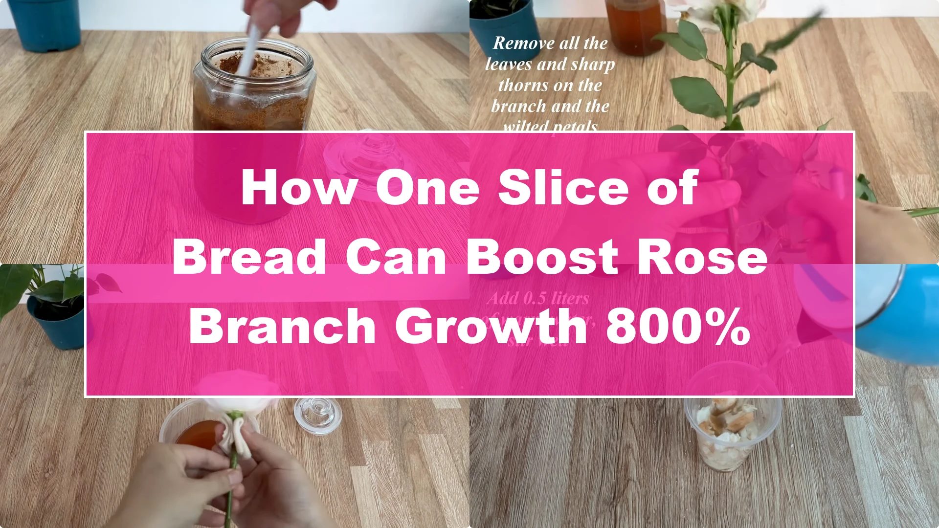 How One Slice of Bread Can Boost Rose Branch Growth 800% - Featured Image
