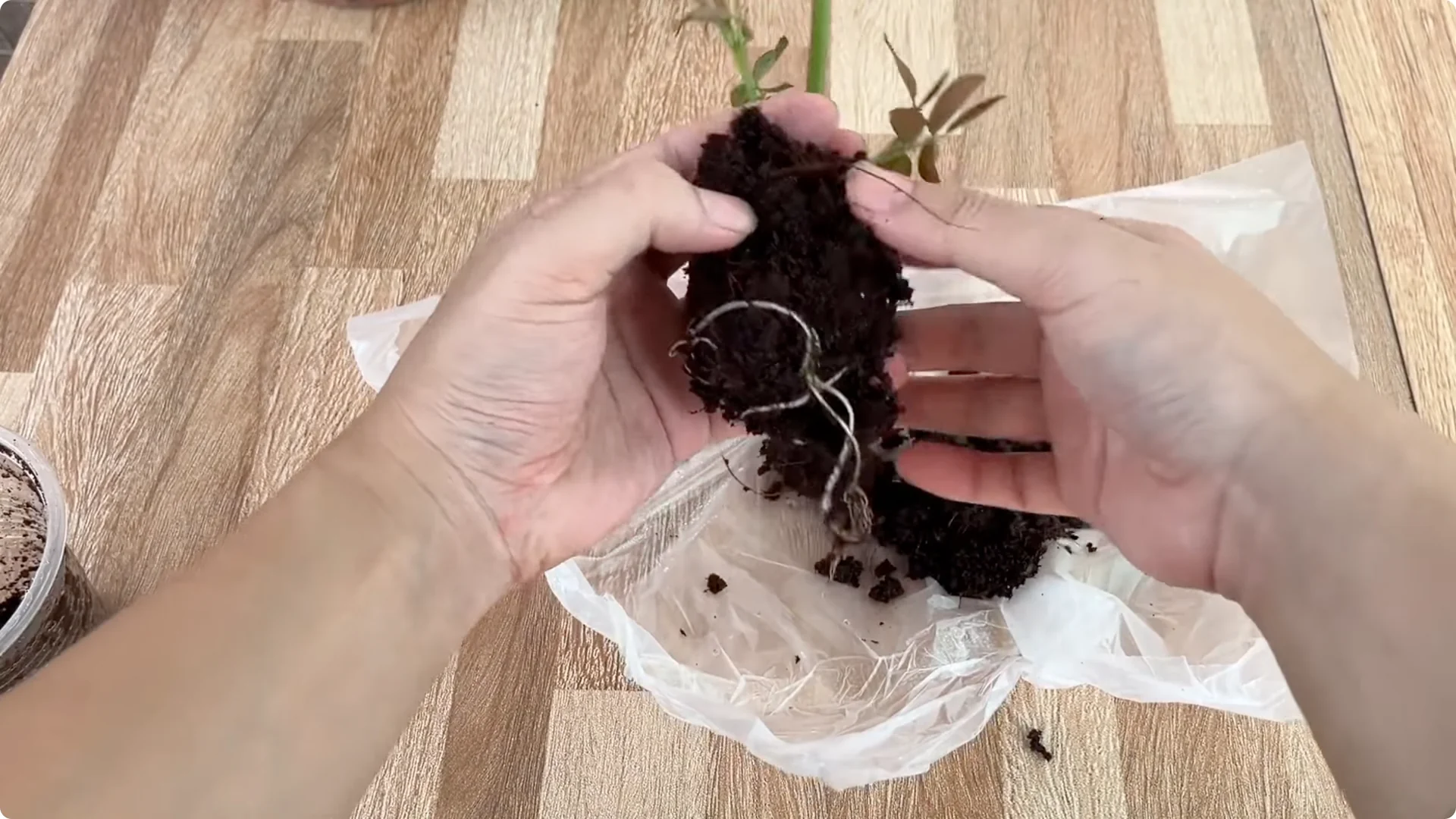 How One Slice of Tomato Transforms Rose Plants with Roots and Blooms screenshot 10
