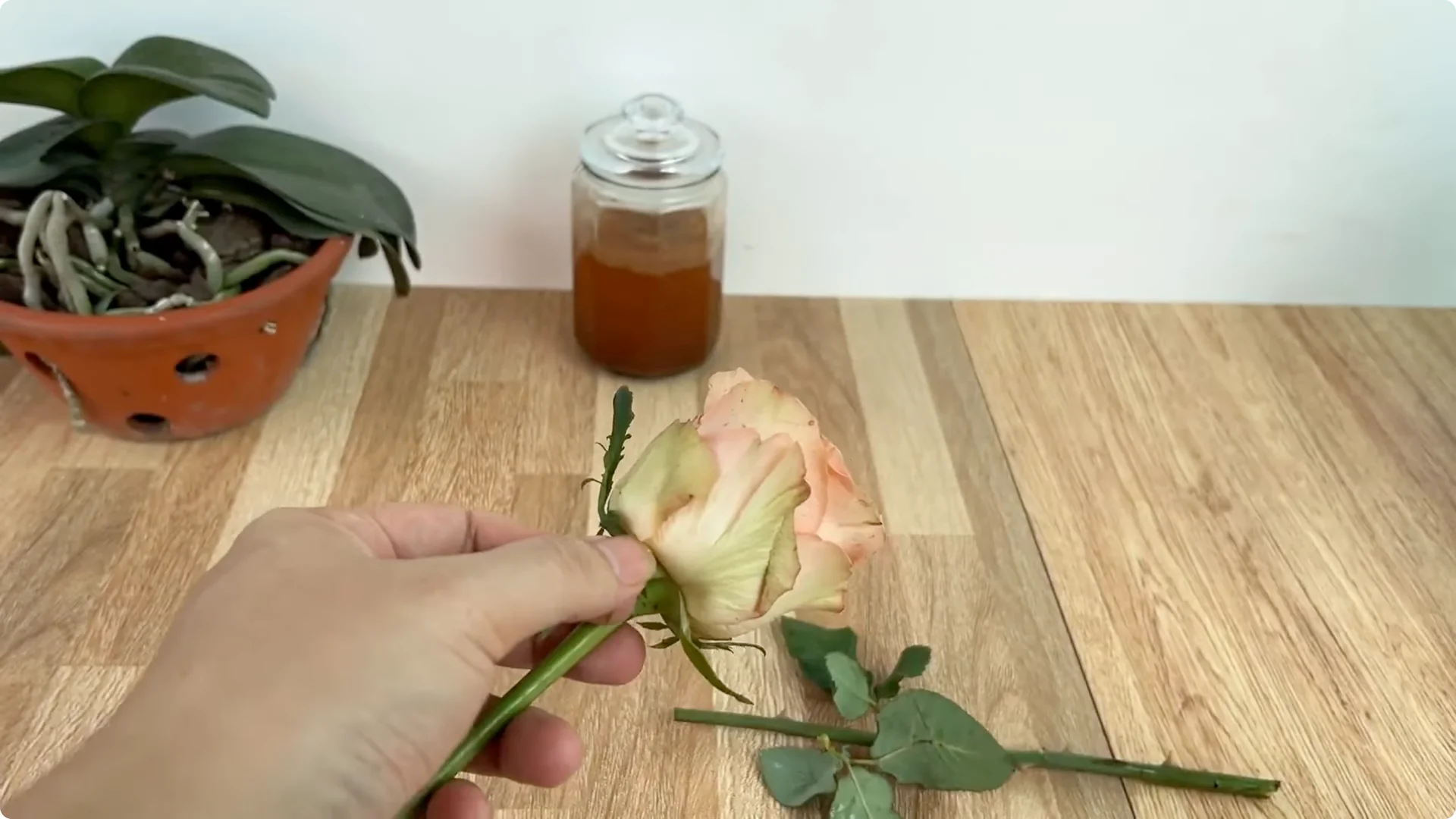 How One Slice of Tomato Transforms Rose Plants with Roots and Blooms screenshot 2