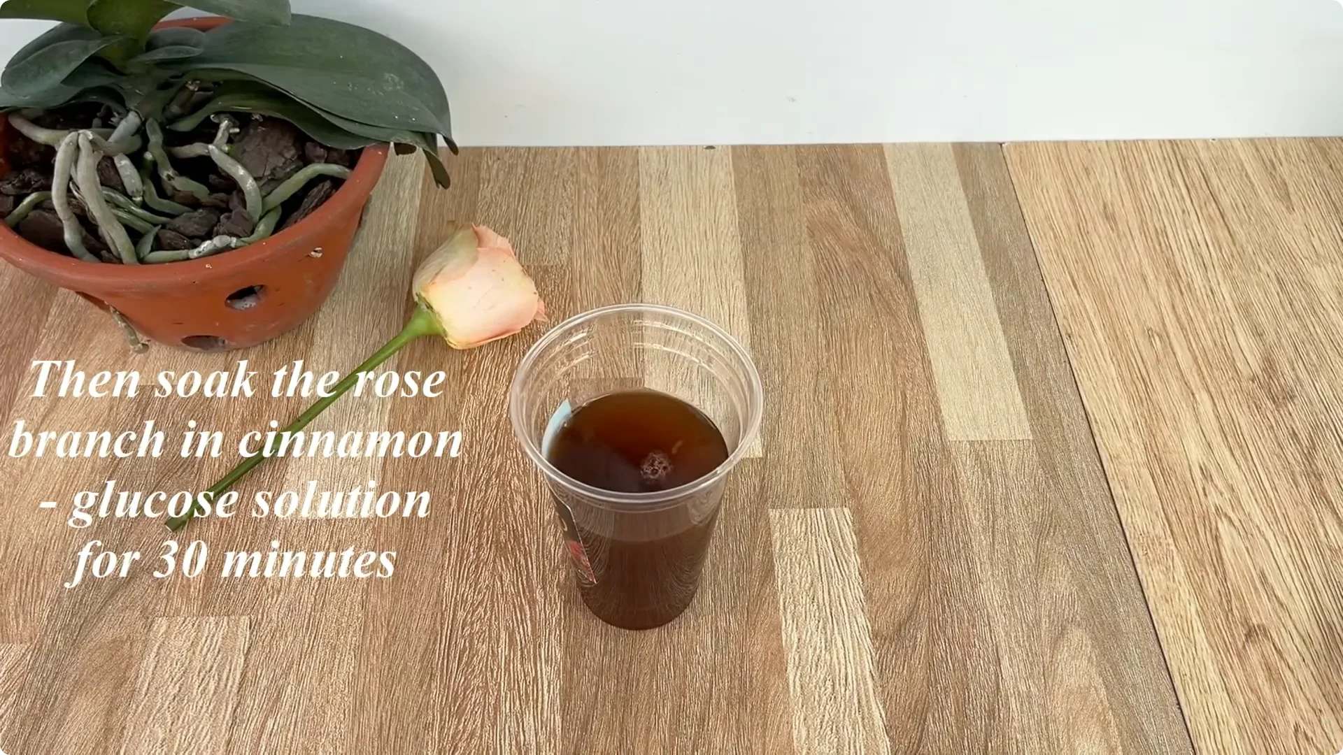 How One Slice of Tomato Transforms Rose Plants with Roots and Blooms screenshot 4