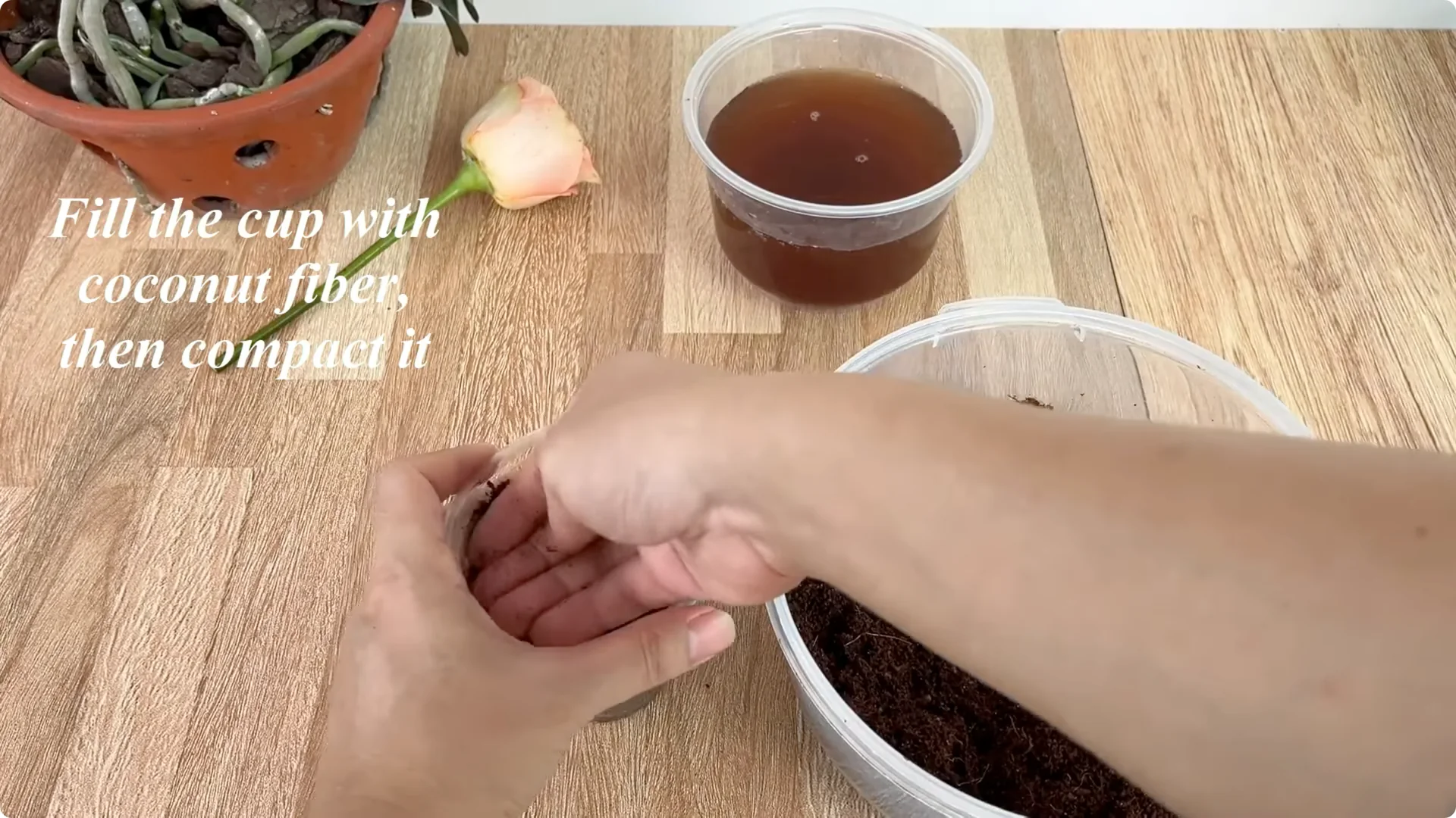 How One Slice of Tomato Transforms Rose Plants with Roots and Blooms screenshot 7