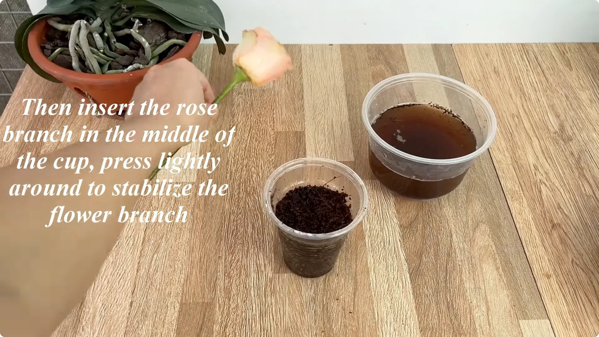 How One Slice of Tomato Transforms Rose Plants with Roots and Blooms screenshot 8