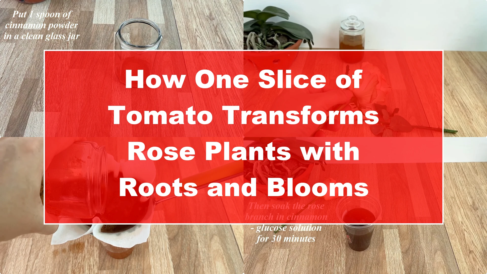 How One Slice of Tomato Transforms Rose Plants with Roots and Blooms - Featured Image