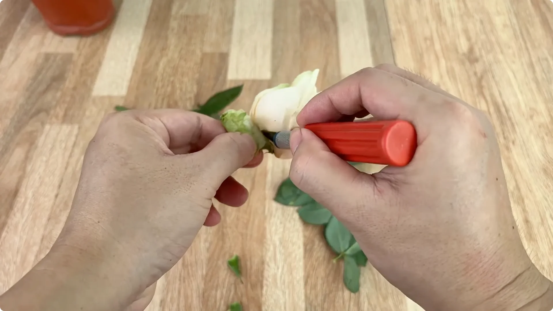 How One Small Rose Branch Sparked an Unexpected Bloom screenshot 1