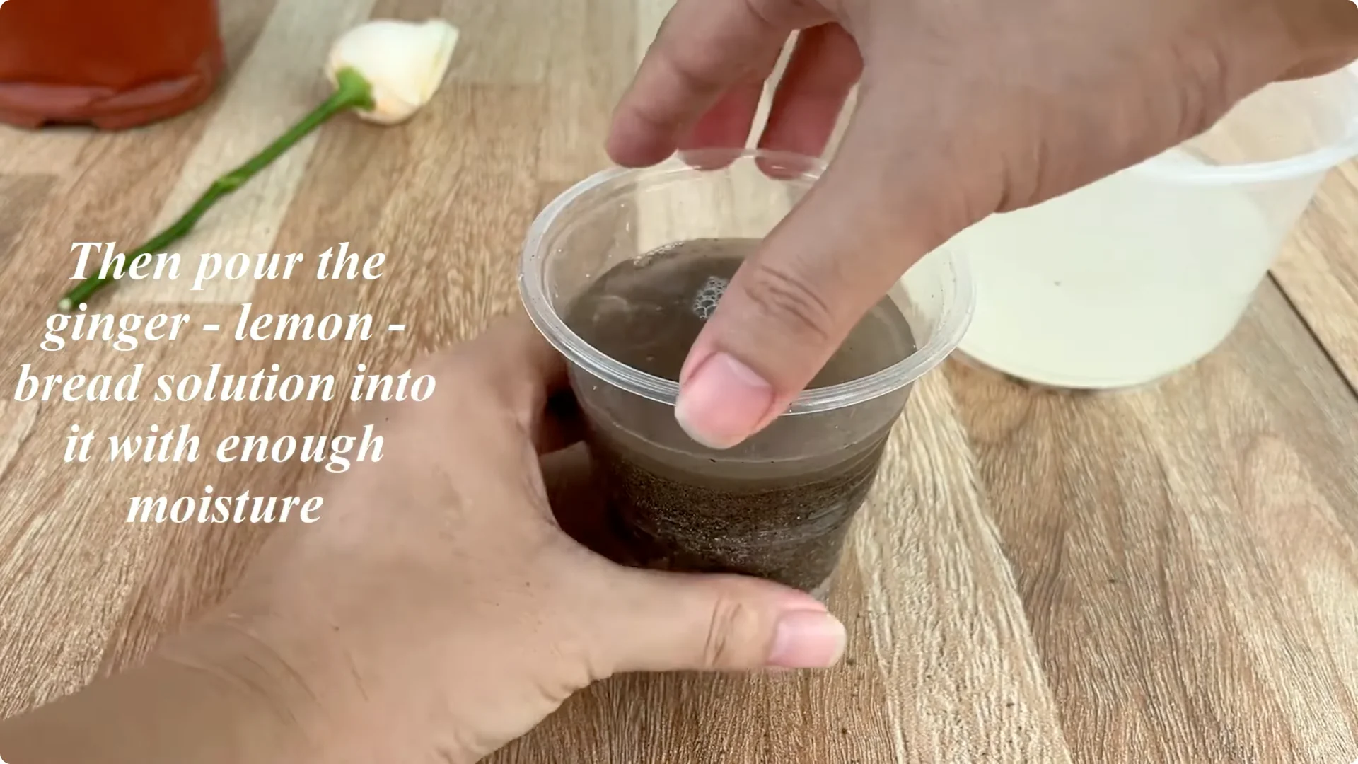 How One Small Rose Branch Sparked an Unexpected Bloom screenshot 5