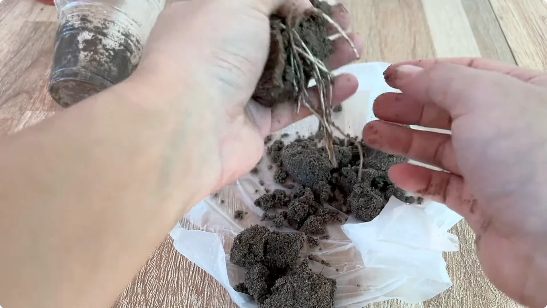 How One Small Rose Branch Sparked an Unexpected Bloom screenshot 7