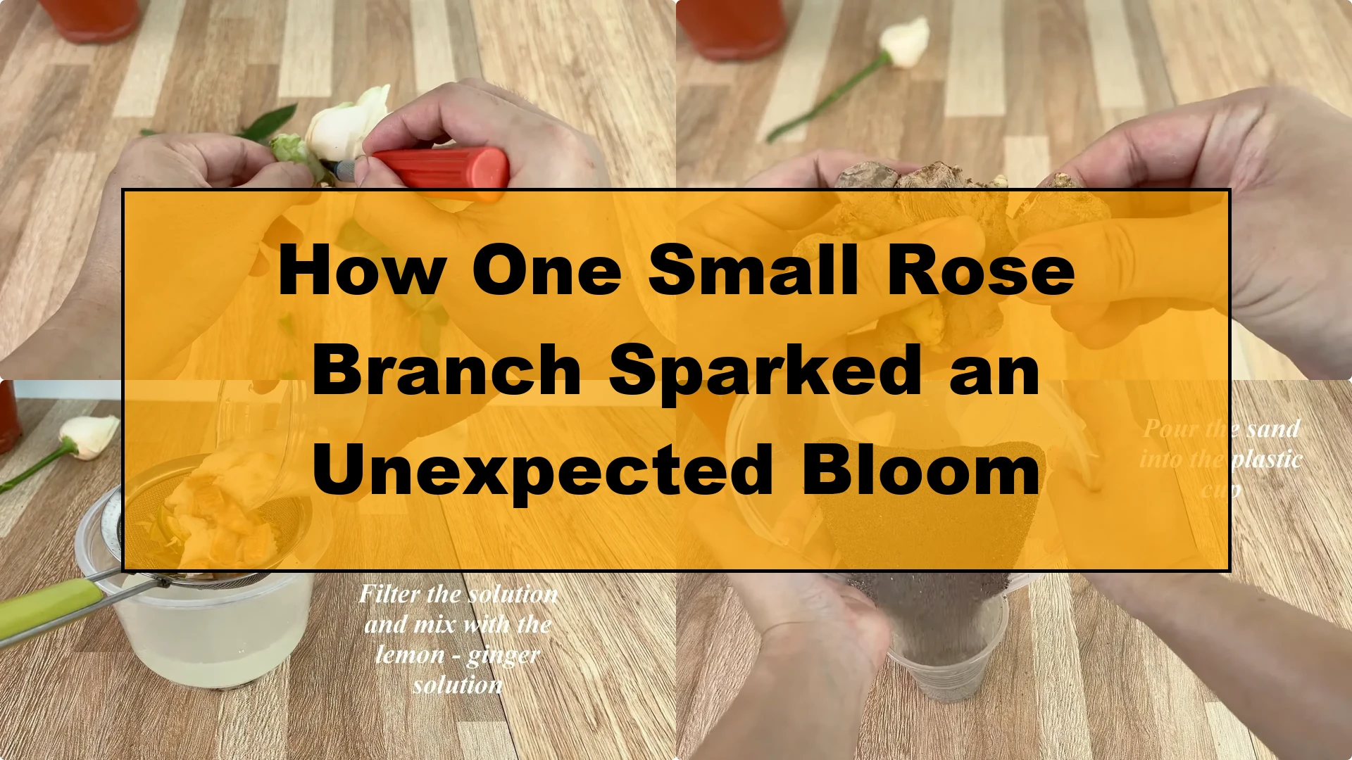 How One Small Rose Branch Sparked an Unexpected Bloom - Featured Image