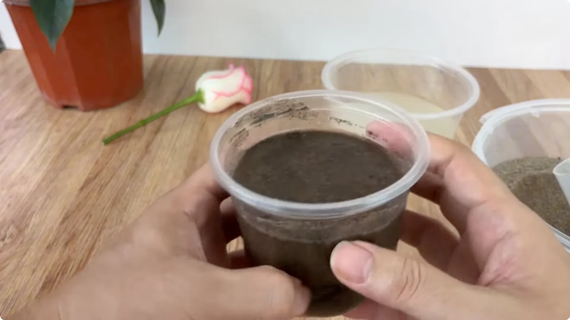 How One Spoon Can Transform Your Rose Plant’s Growth screenshot 3