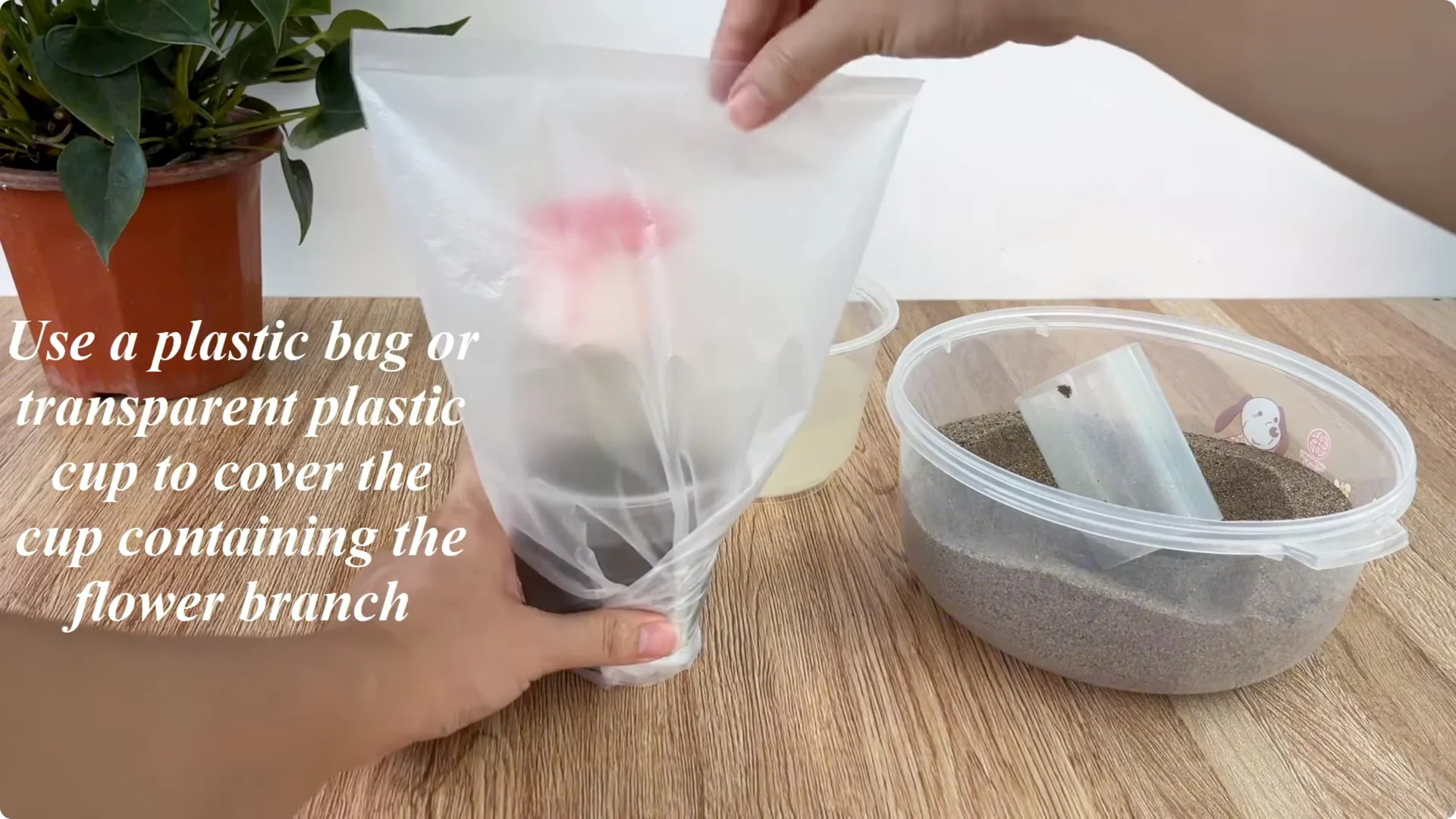 How One Spoon Can Transform Your Rose Plant’s Growth screenshot 4